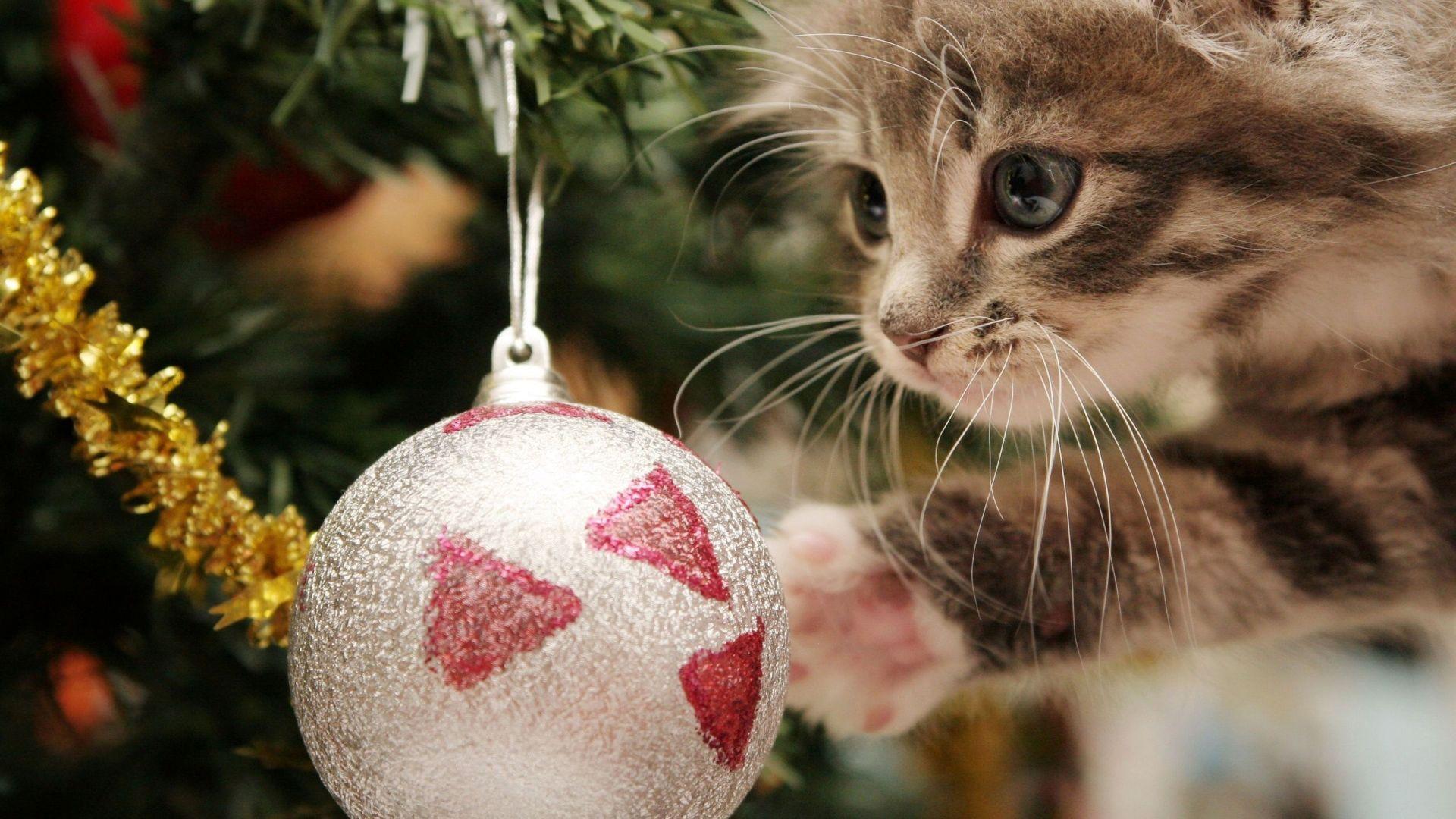 Super Cute Christmas Cat Full HD wallpaper, 1080p