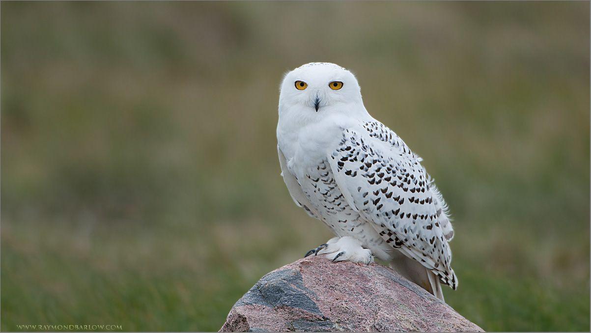 Snowy Owl Background → Animals Gallery