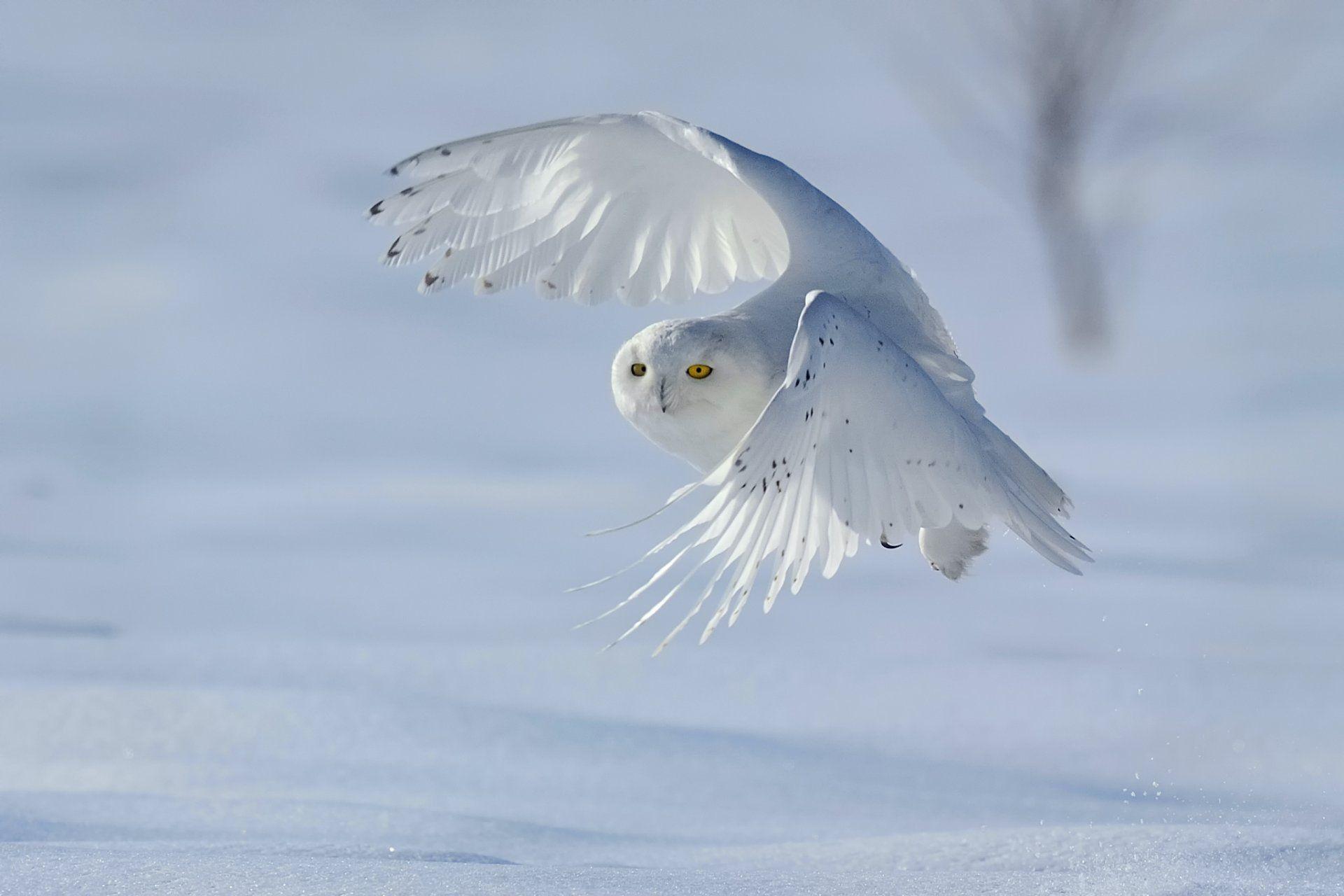 Snowy Owls Wallpapers - Wallpaper Cave