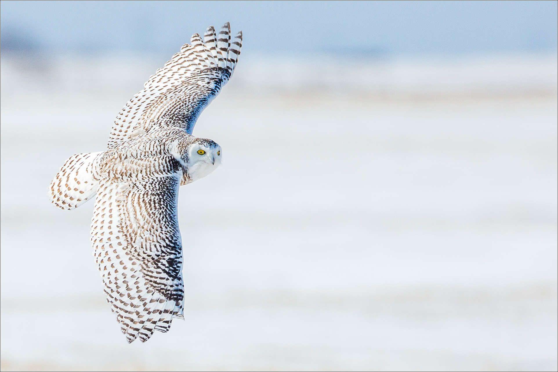 Snowy Owls Wallpapers - Wallpaper Cave