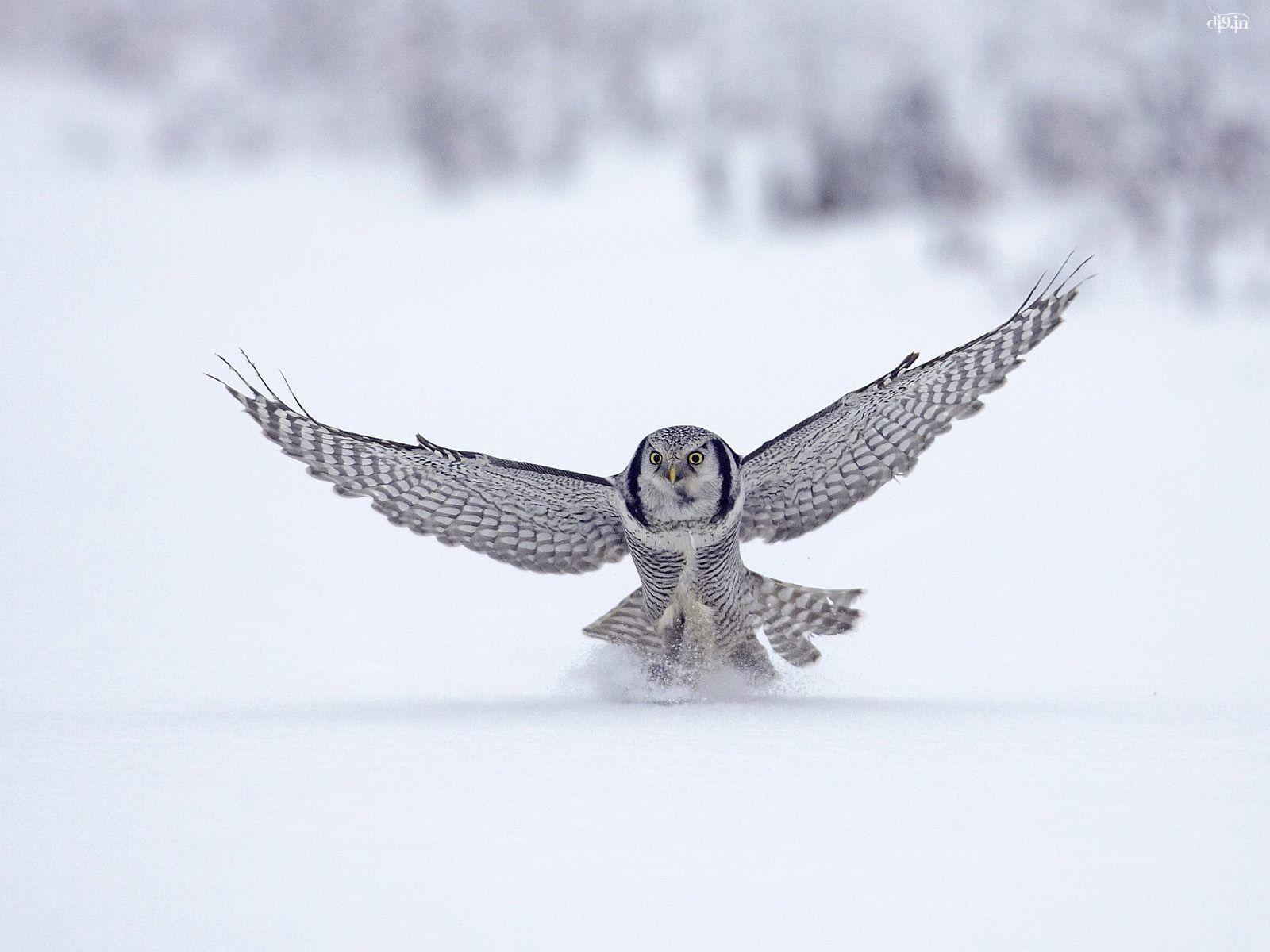 Snowy Owl Bird HD Wallpaper Android Apps on Google Play