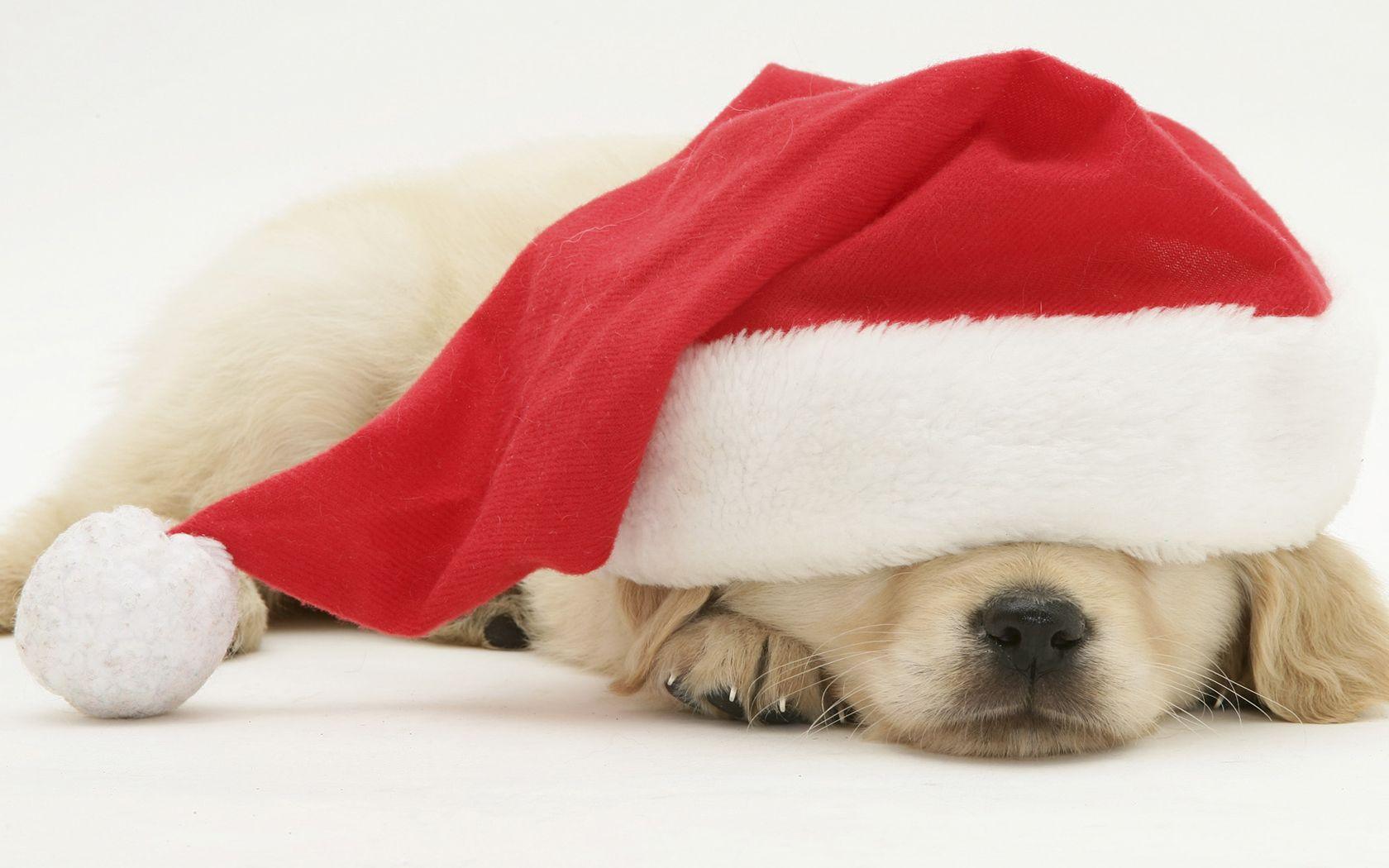 Christmas puppy sleeping in a Santa hat. Christmas Dogs