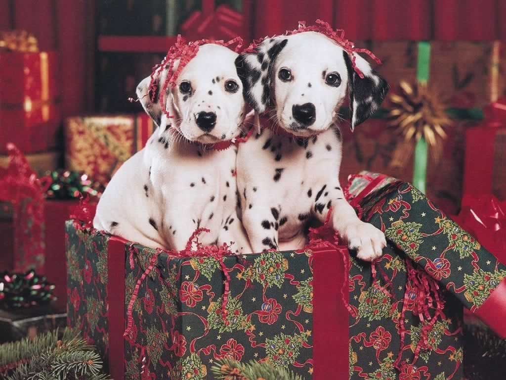 Wallpaper Yorkshire terrier dog New year Winter hat Animals White