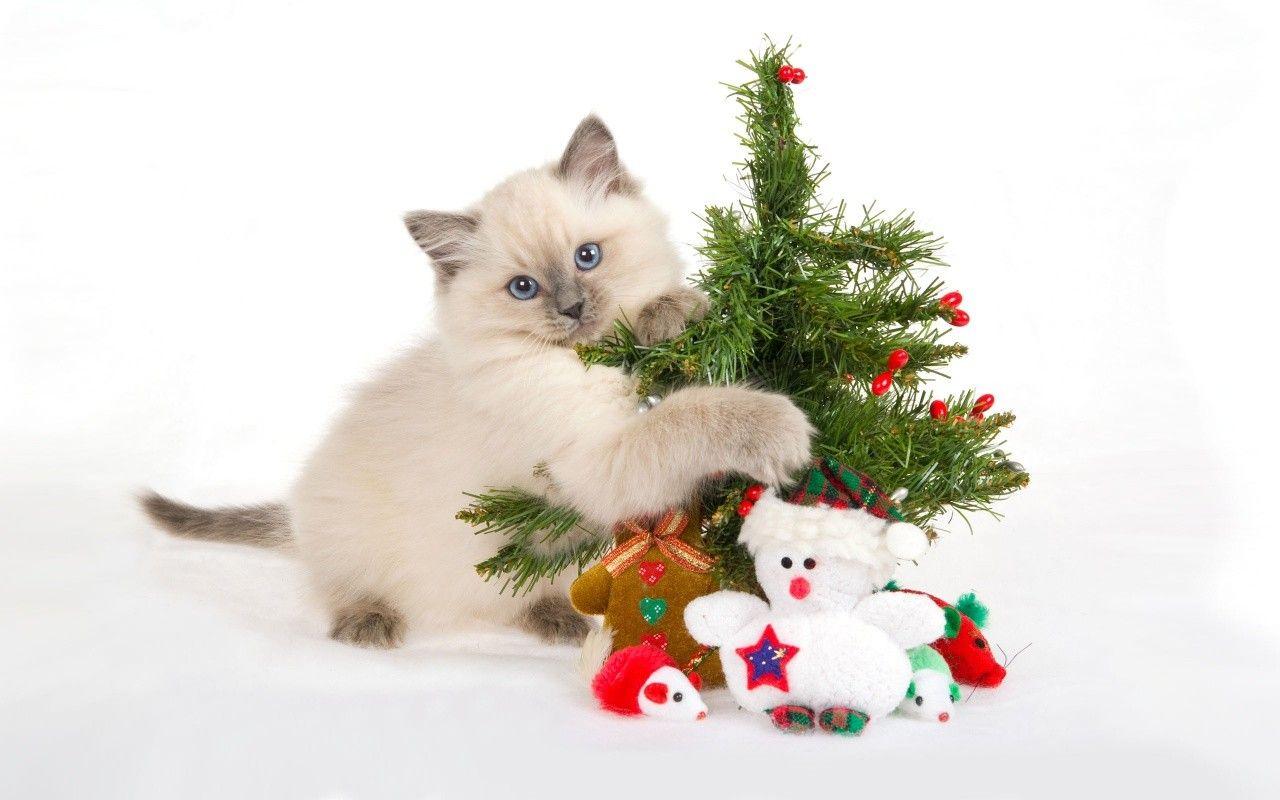All dressed up for santa holiday adorable cat dog animal HD wallpaper   Peakpx