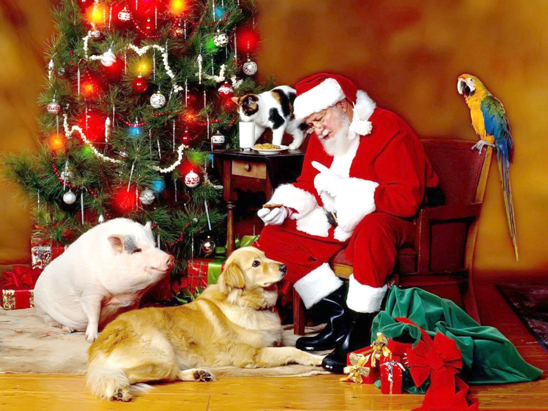 image of Animals Wallpaper Christmas - #SC