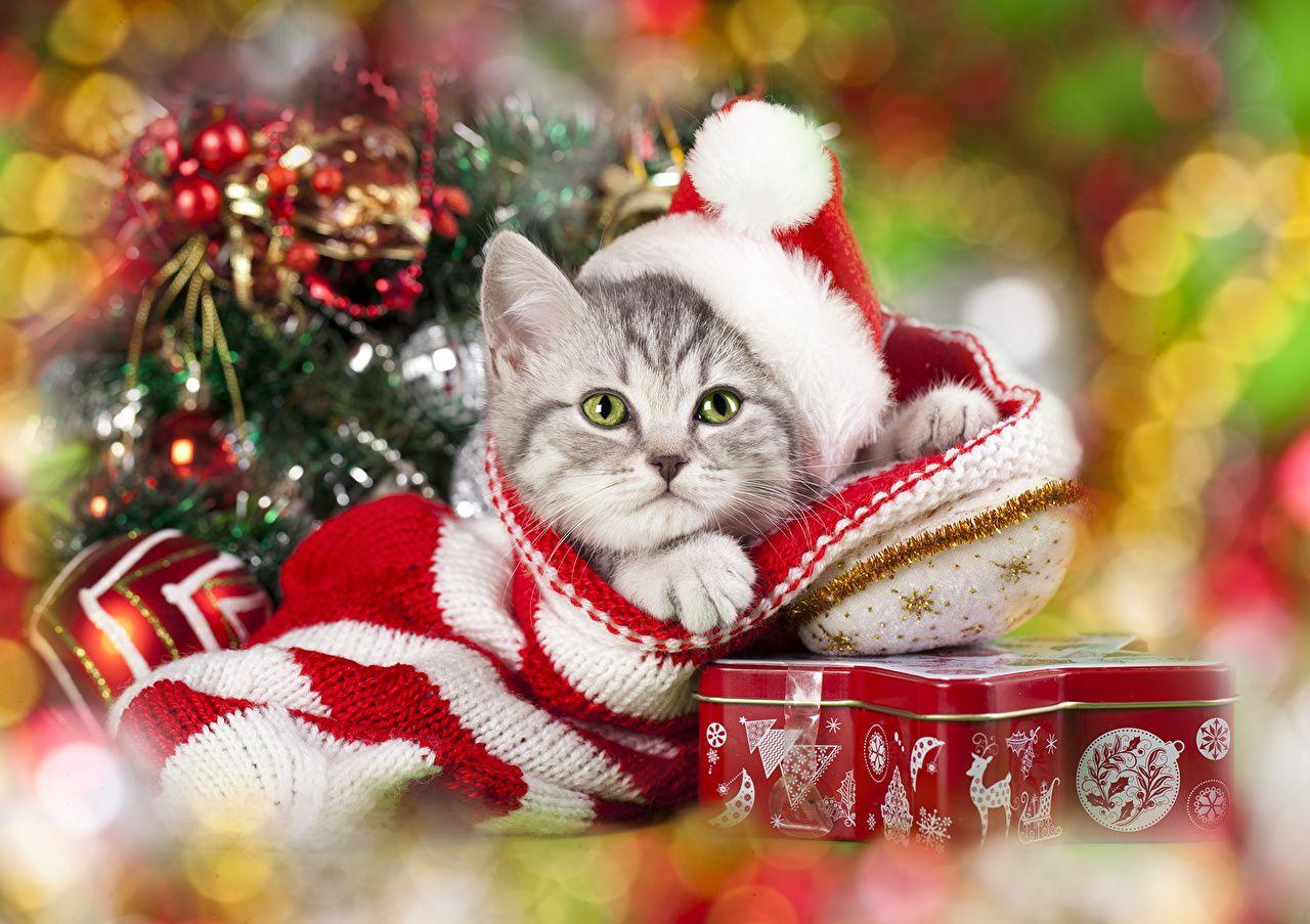 Christmas Animals Wallpapers - Wallpaper Cave