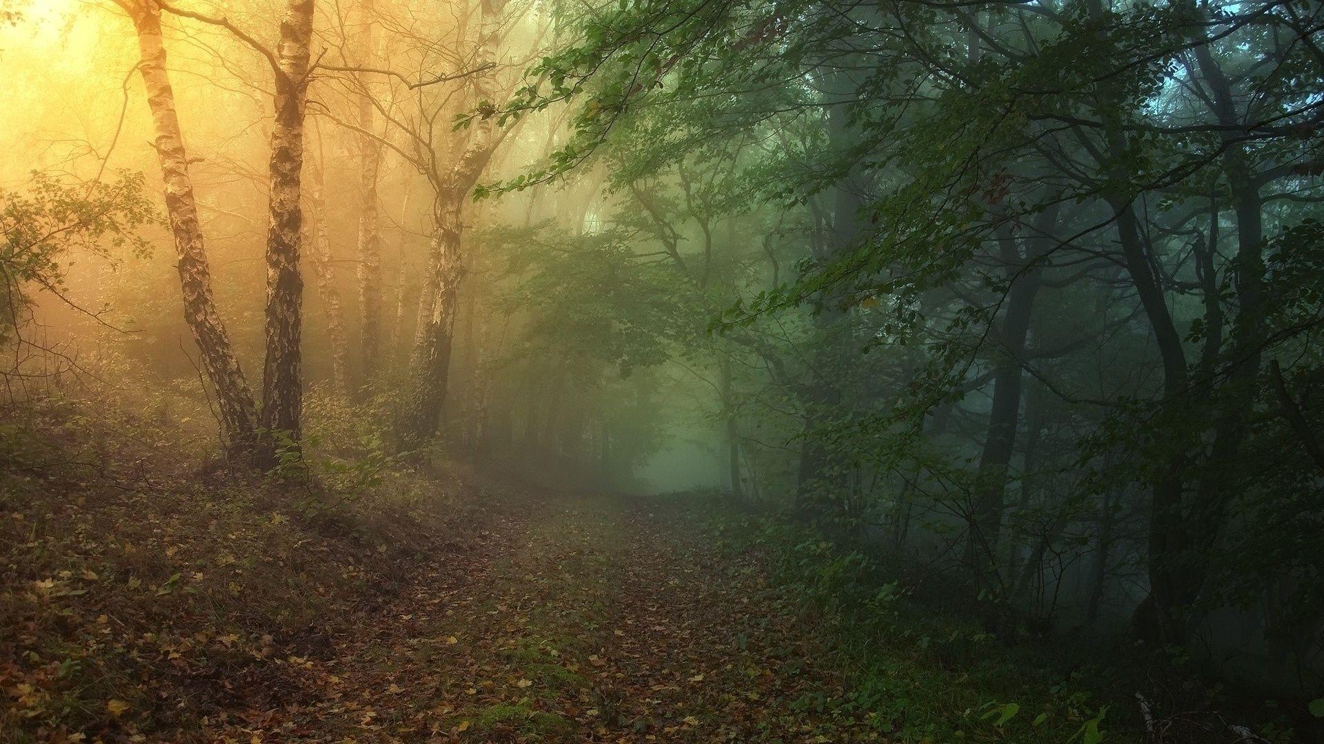 Magical Forest Path desktop PC and Mac wallpaper