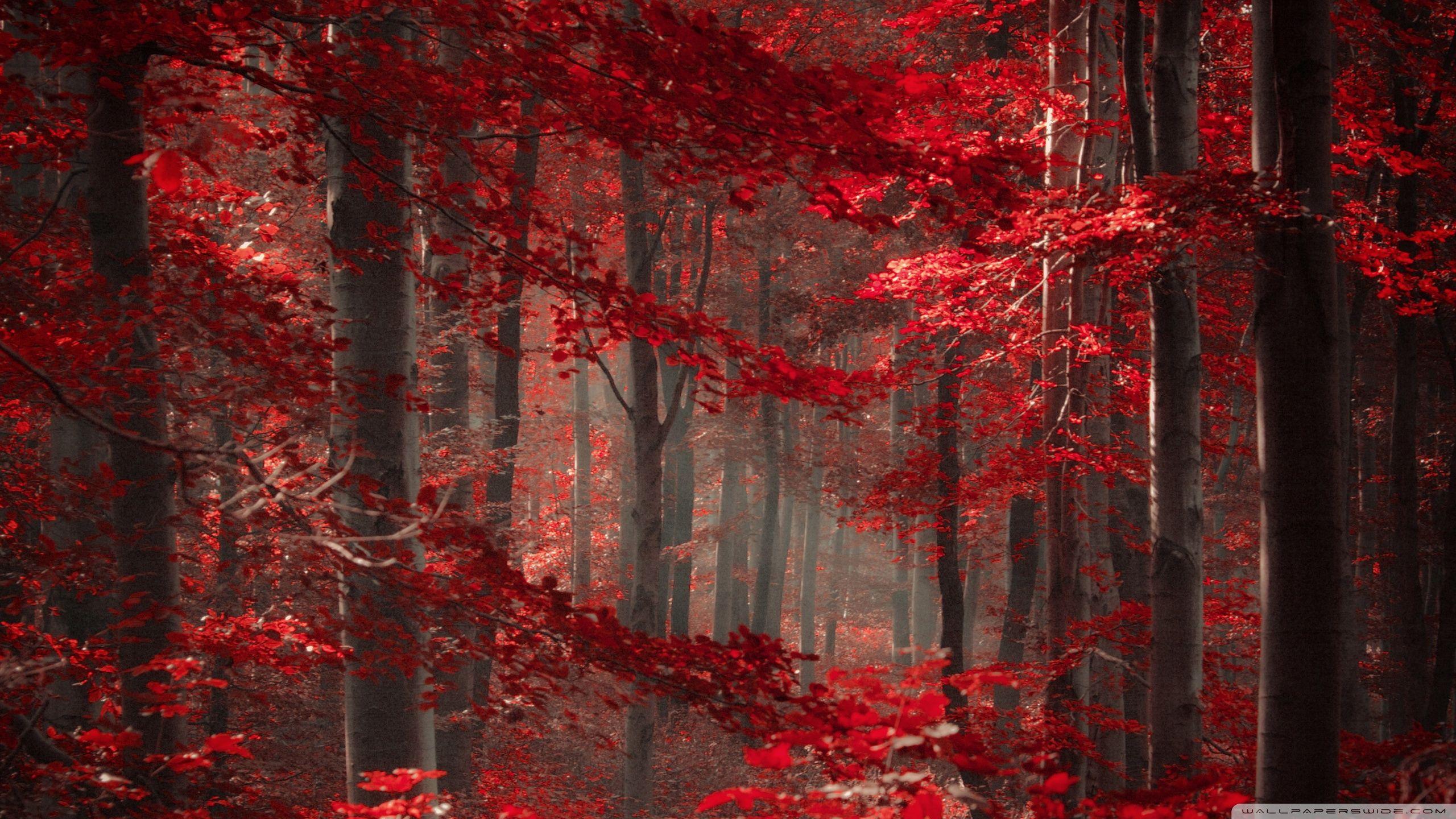 Enchanted Forest ❤ 4K HD Desktop Wallpaper for 4K Ultra HD TV