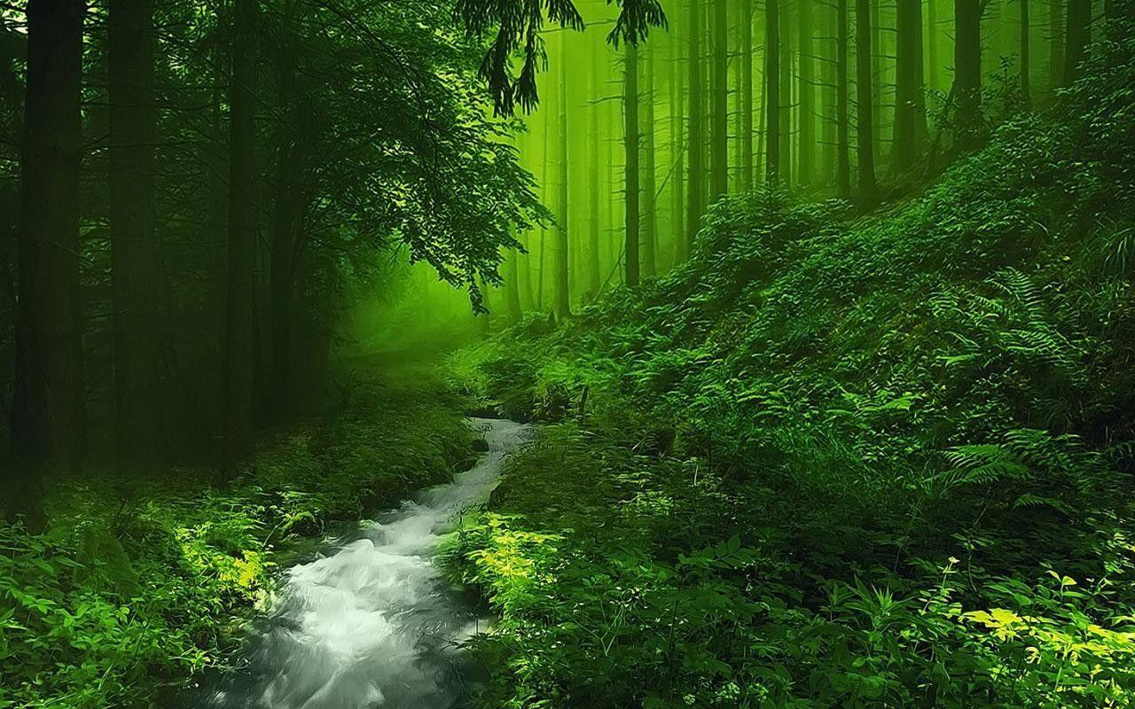 Magic Forest Wallpapers - Wallpaper Cave