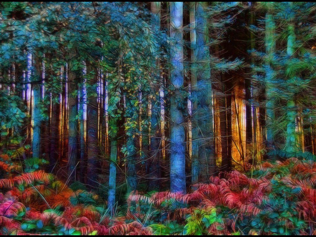 image of Magical Forest Wallpaper Jpg - #SC