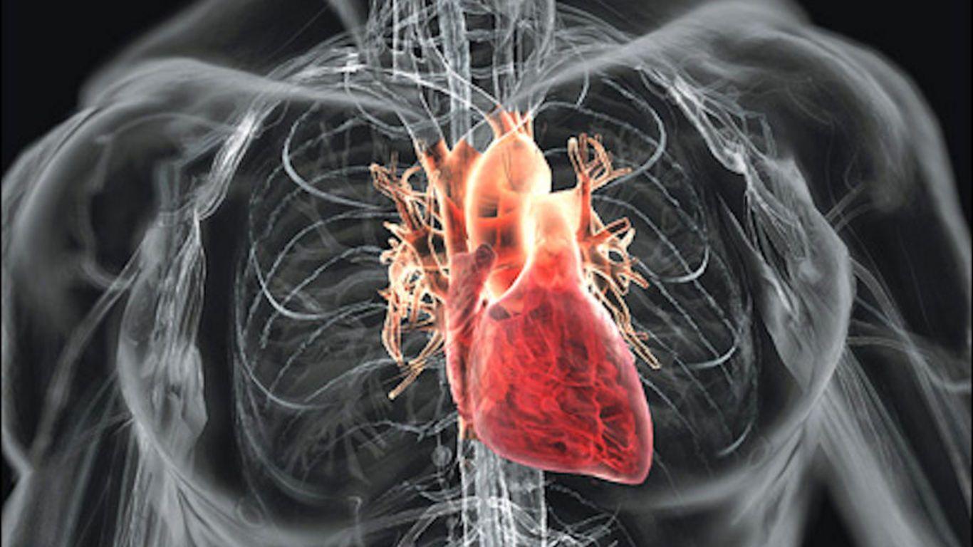 Human Heart HD Photo Diagram Of Human Heart Full HD Wallpaper