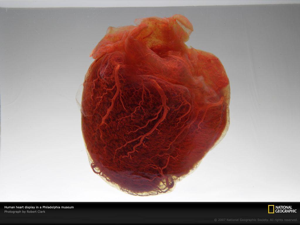 Human Heart Picture, Heart Wallpaper, Download, Photo - National