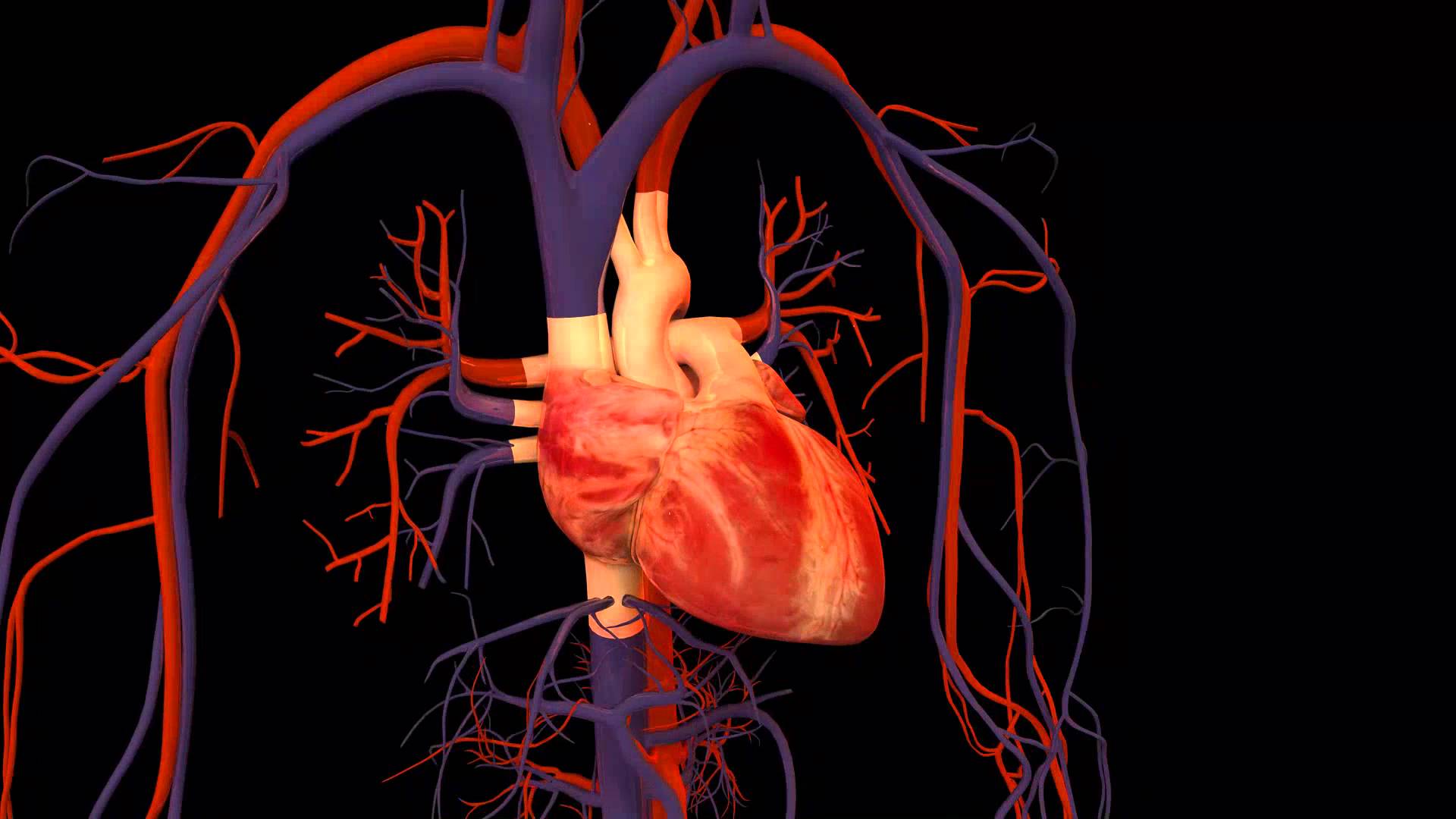 3D Heart Animation