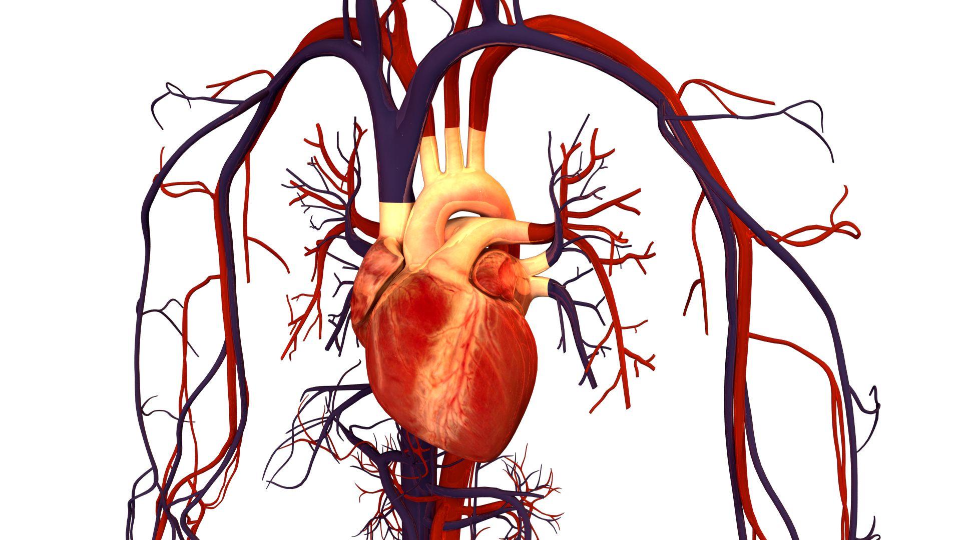 Diagram Of Human Heart Full HD Wallpaper Real Human Heart Picture