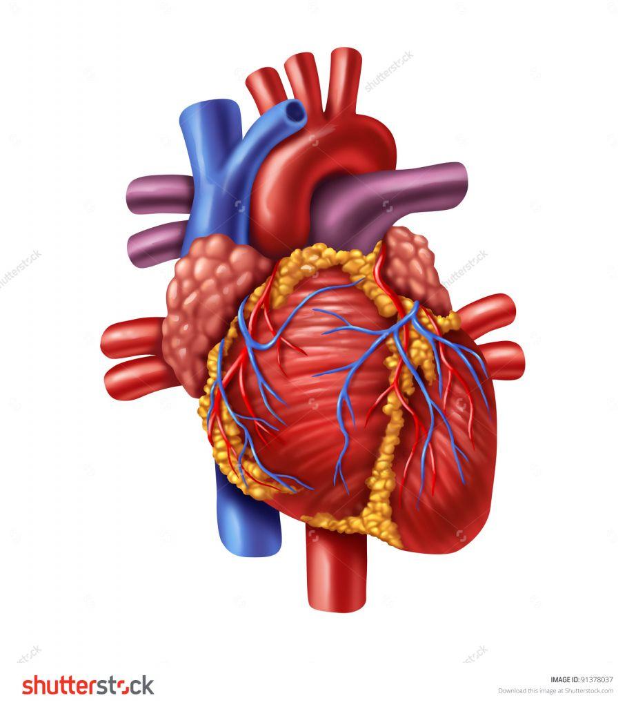 Heart Organs HD Image Human Heart Wallpaper