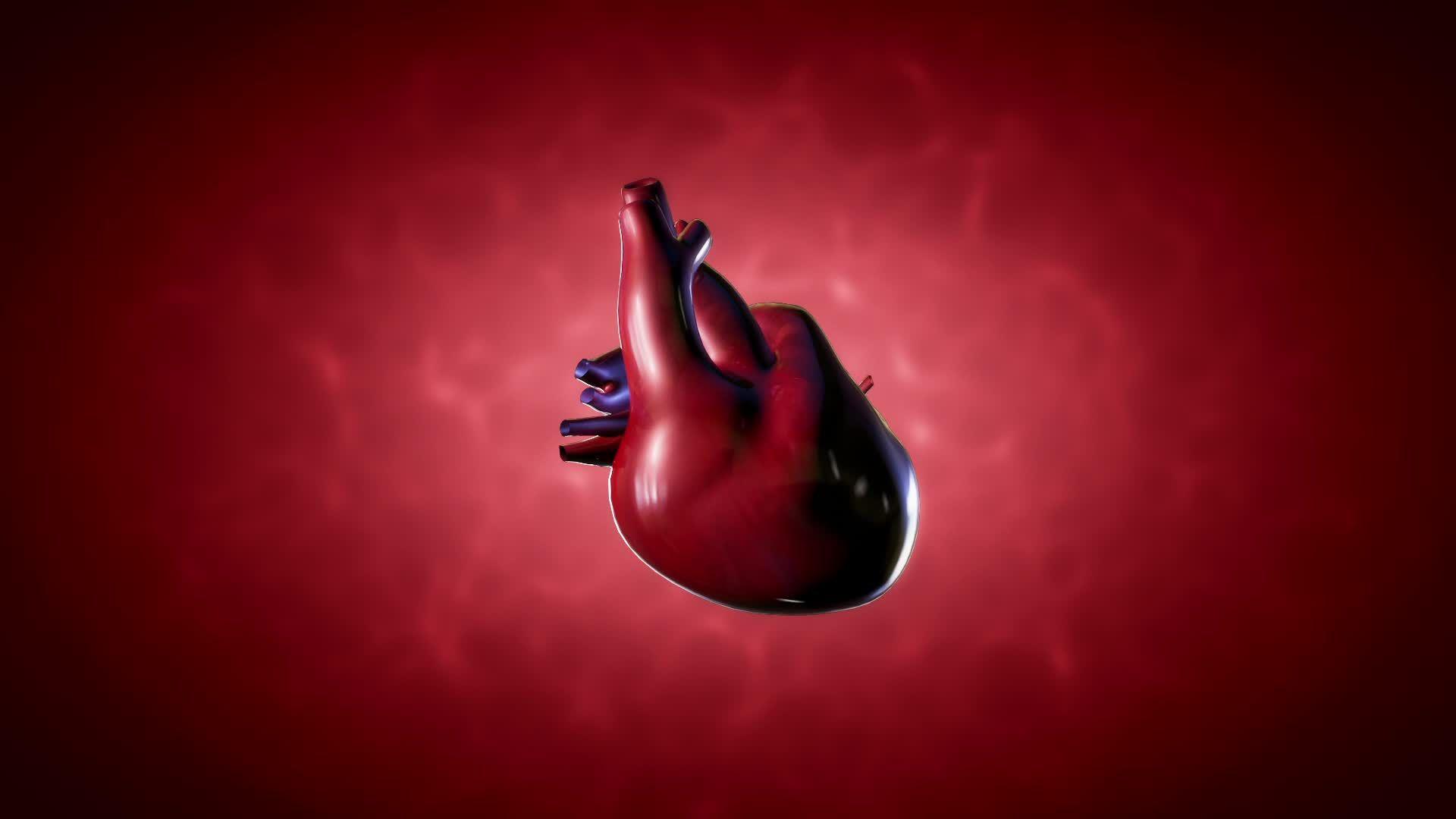 Анатомическое сердце обои