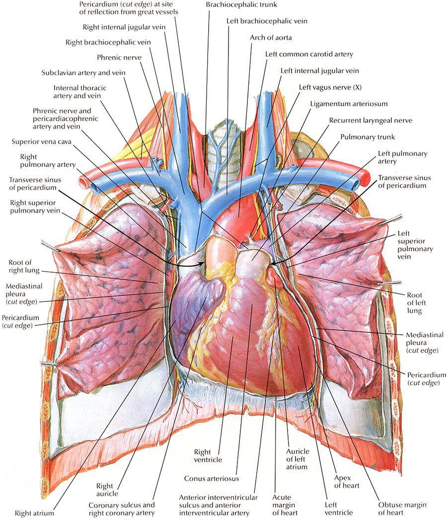 Labeled Picture Of The Human Heart