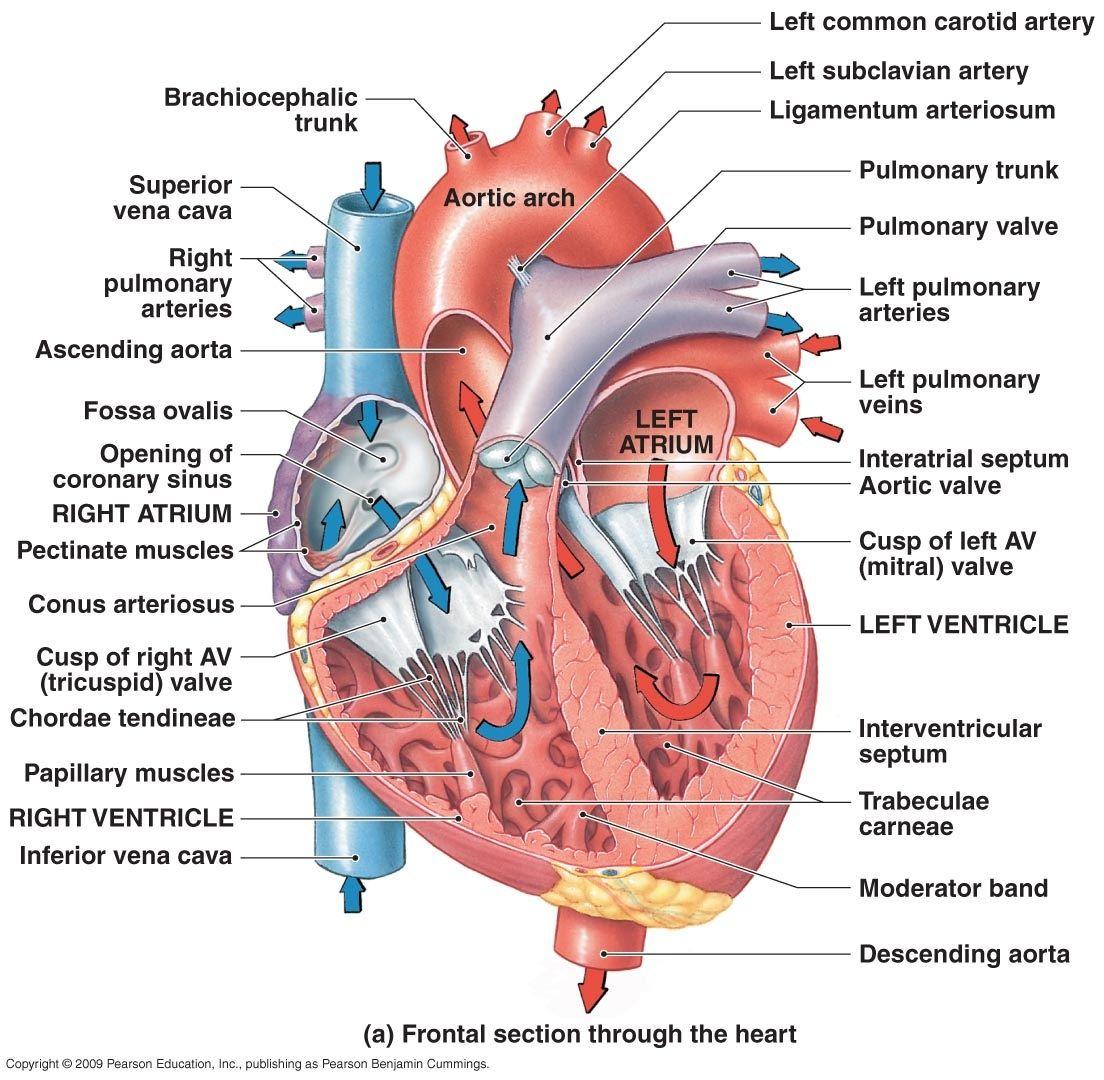HD wallpaper structure of human heart with diagram