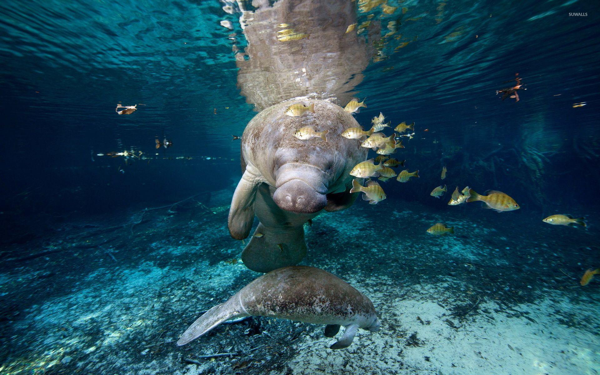  Manatees Wallpapers - Wallpaper Cave