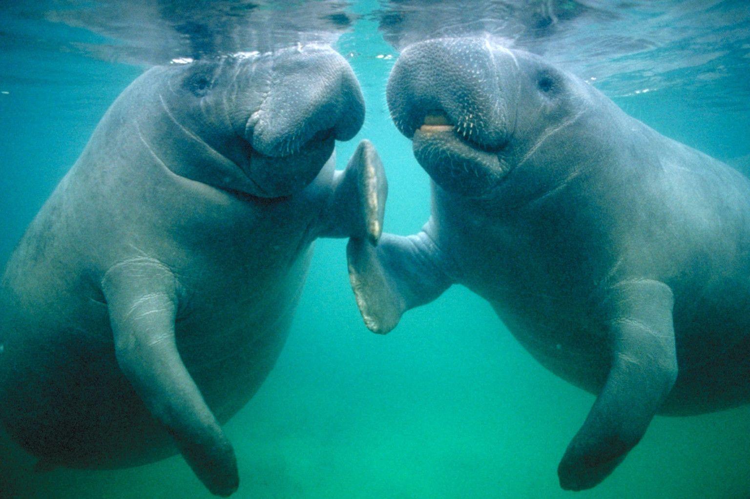 Photo Of Manatees Doing Manatee Things And Being Very Cute