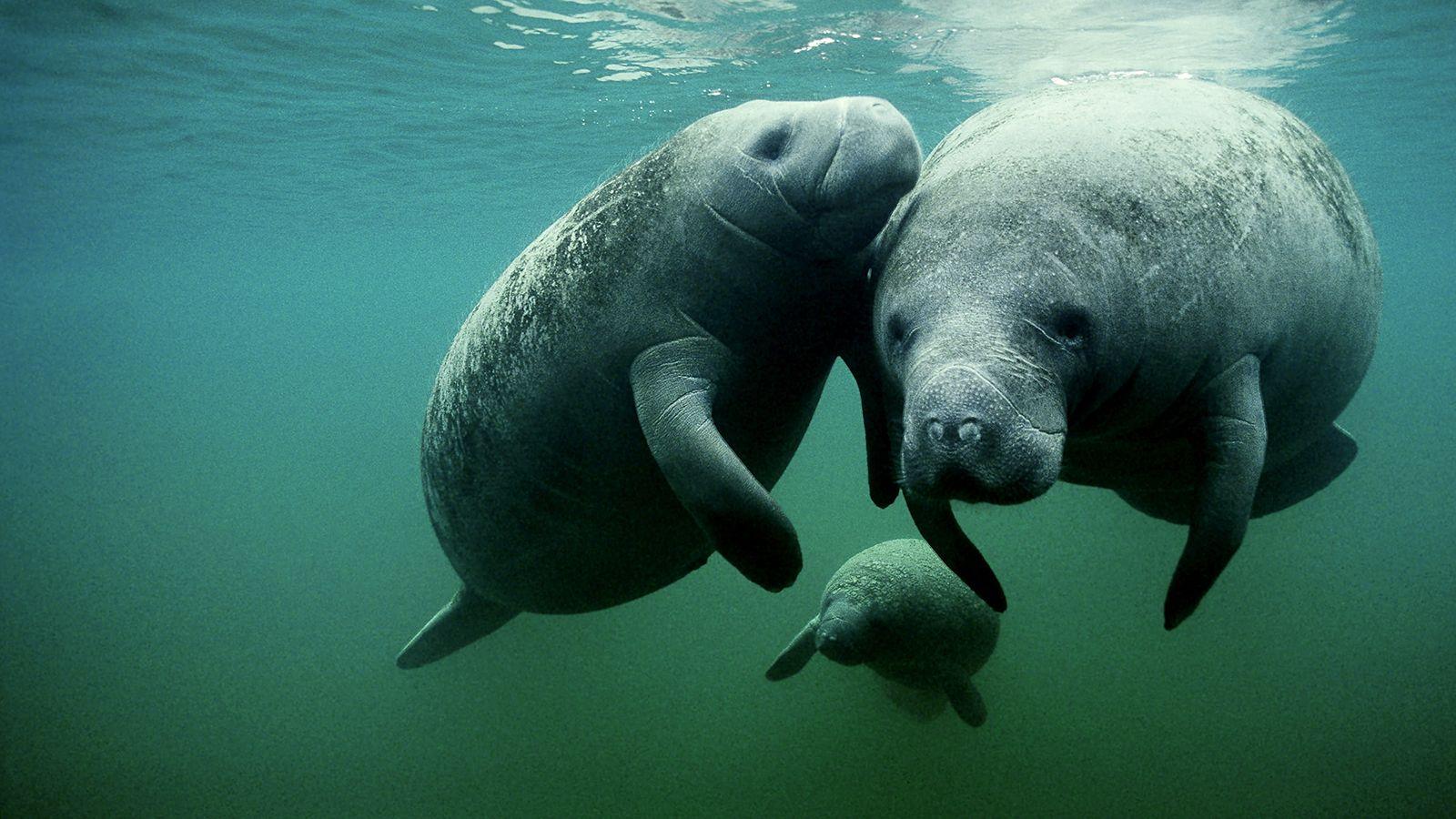 Manatees Wallpapers - Wallpaper Cave
