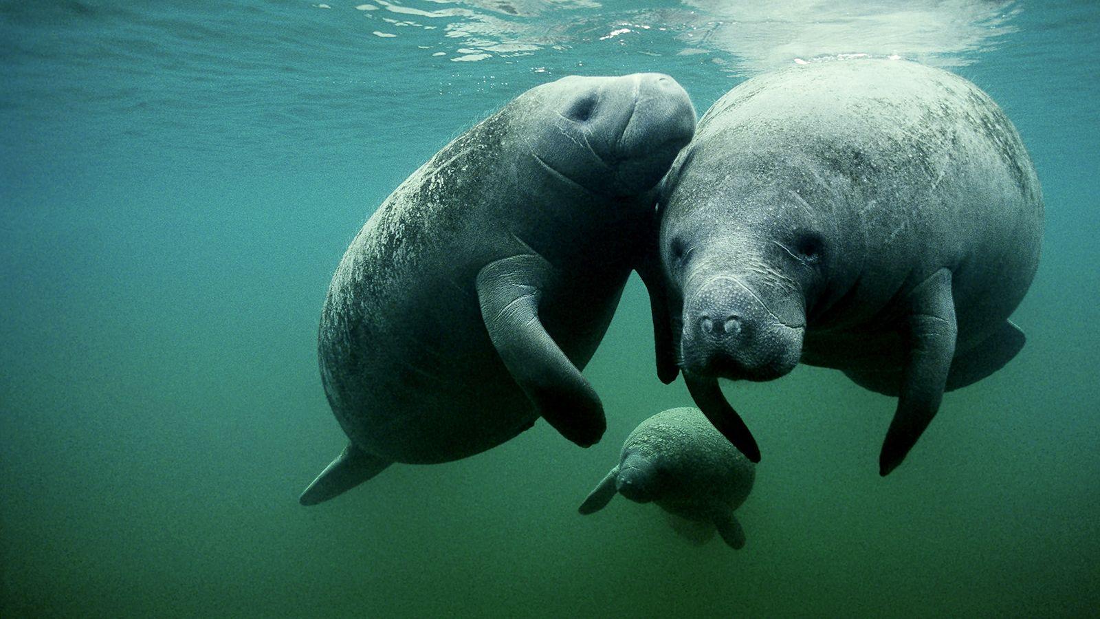 Manatees wallpaperx900