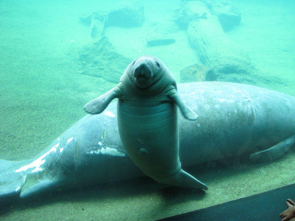 Baby Manatee