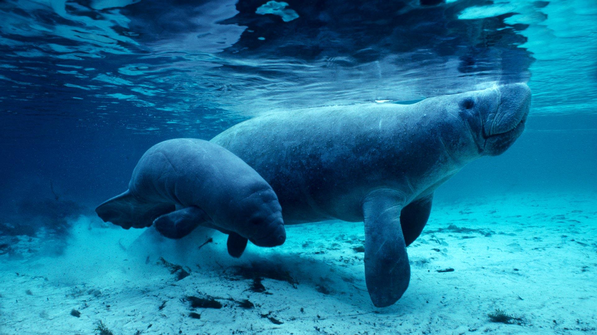  Manatees Wallpapers - Wallpaper Cave