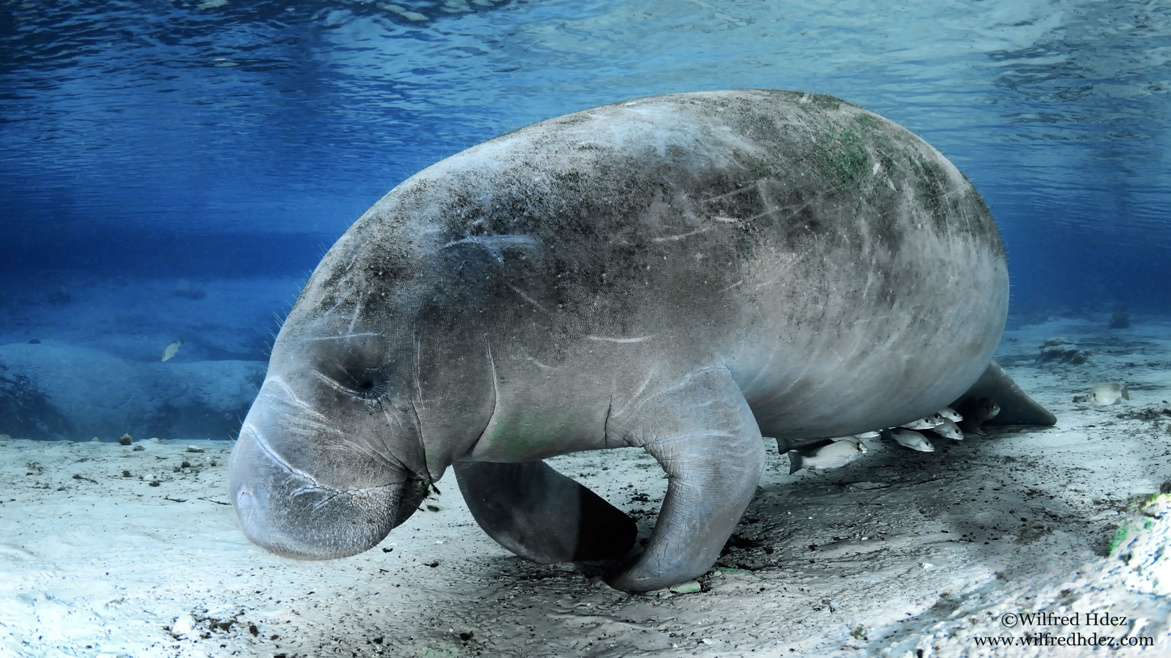  Manatees Wallpapers - Wallpaper Cave