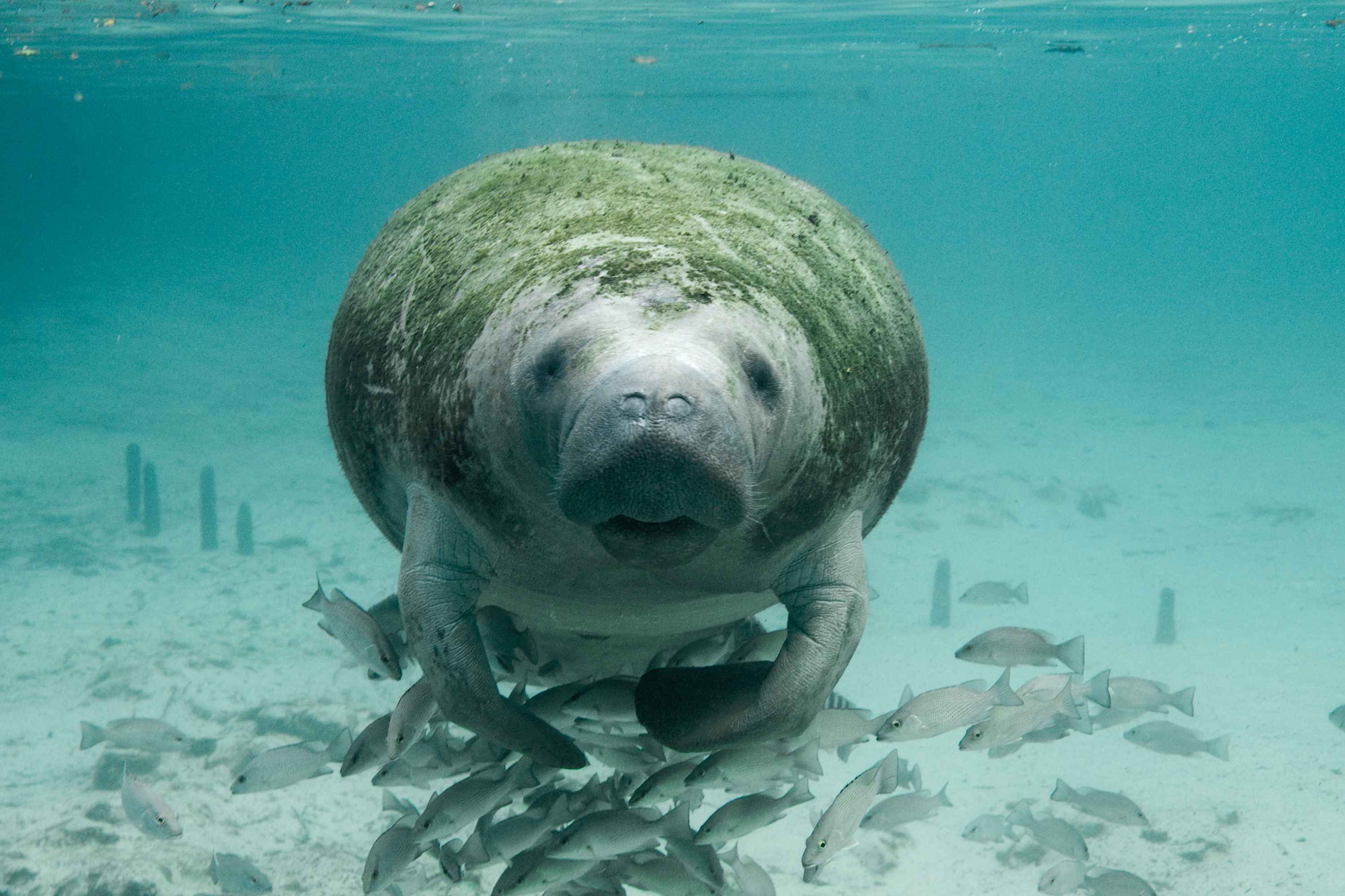 Spring Breaker Literally Can't Even With This Manatee Right Now