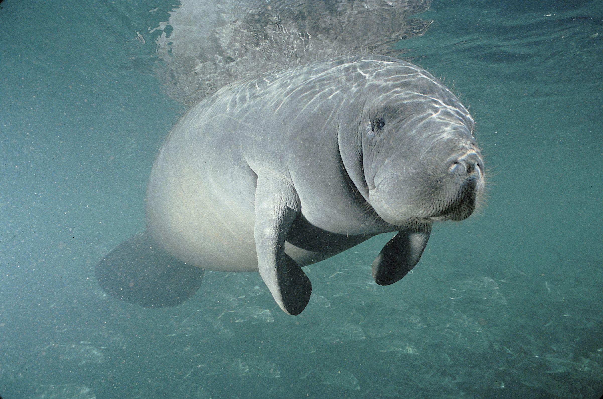 Manatee Wallpaper High Quality
