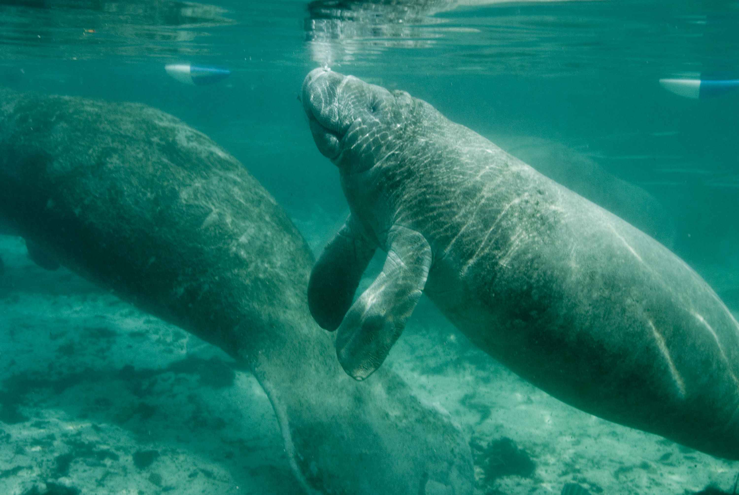 Free picture: manatees, swimming