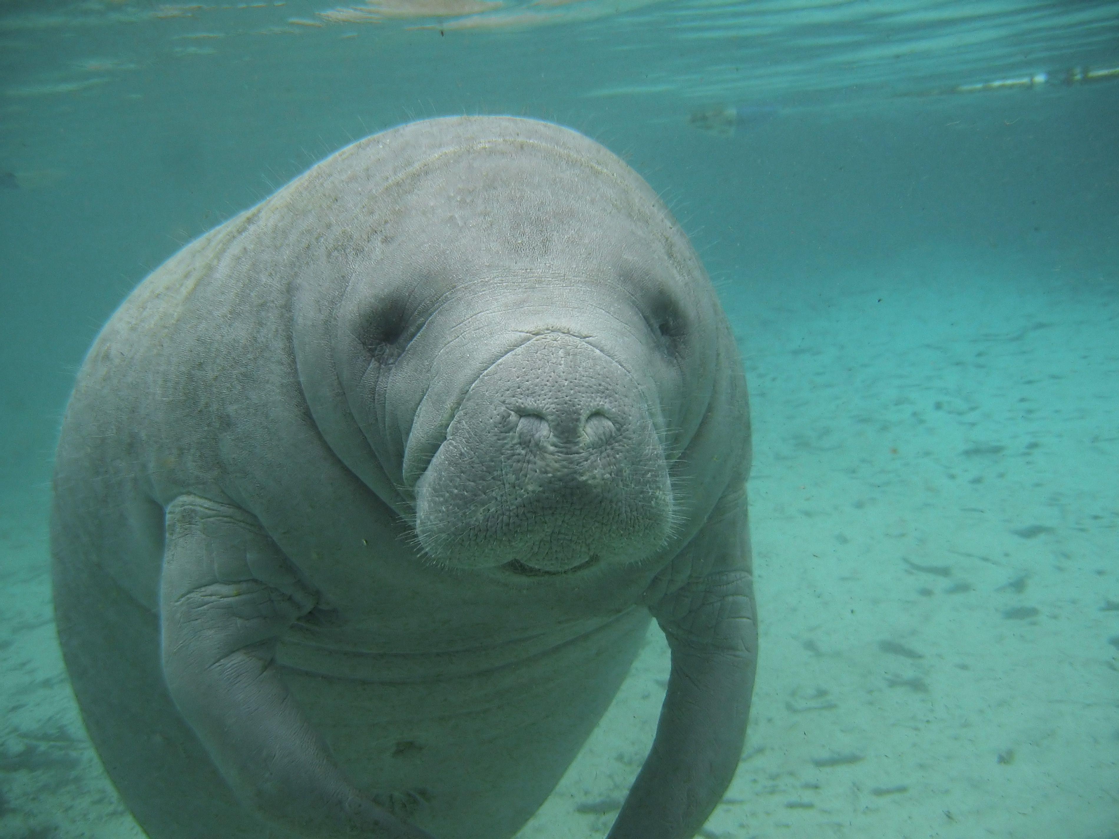 Manatee Facts, History, Useful Information and Amazing Picture