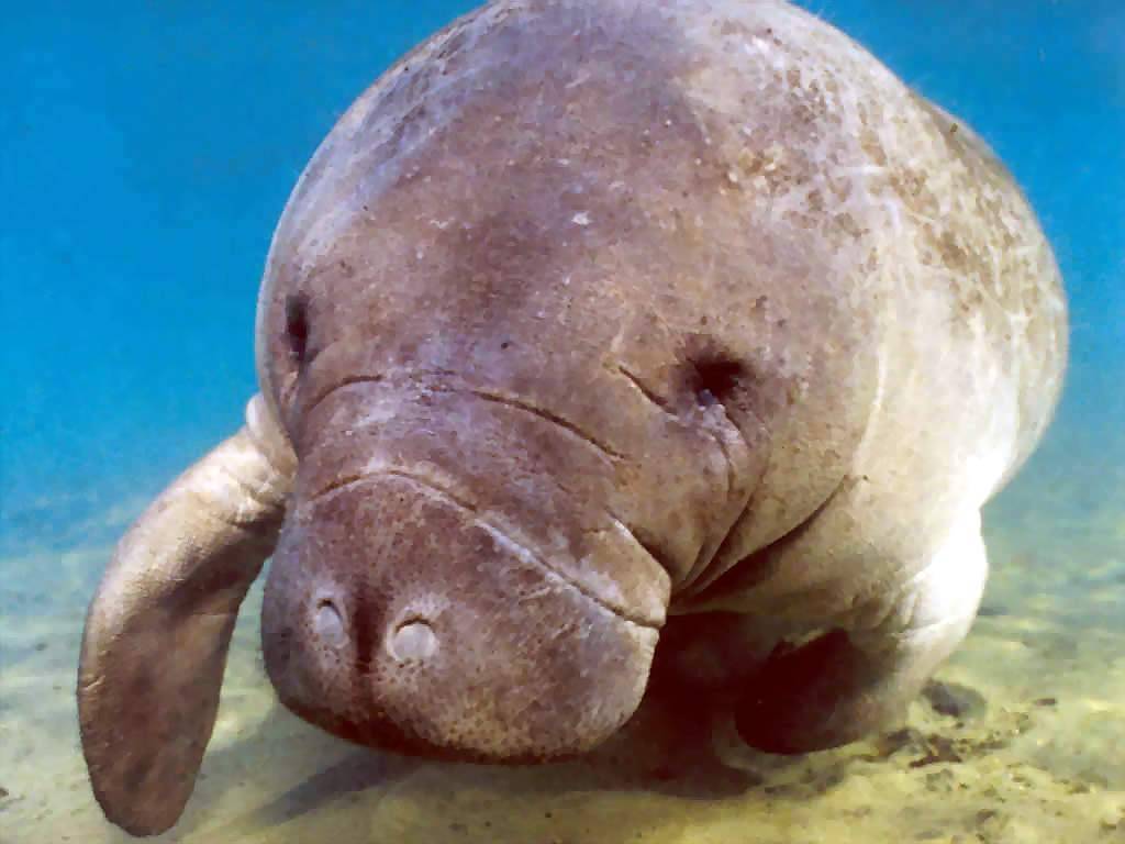 Manatees Wallpapers Wallpaper Cave 