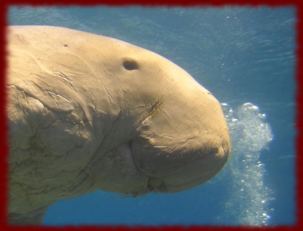 Manatees wallpaper Apps on Google Play