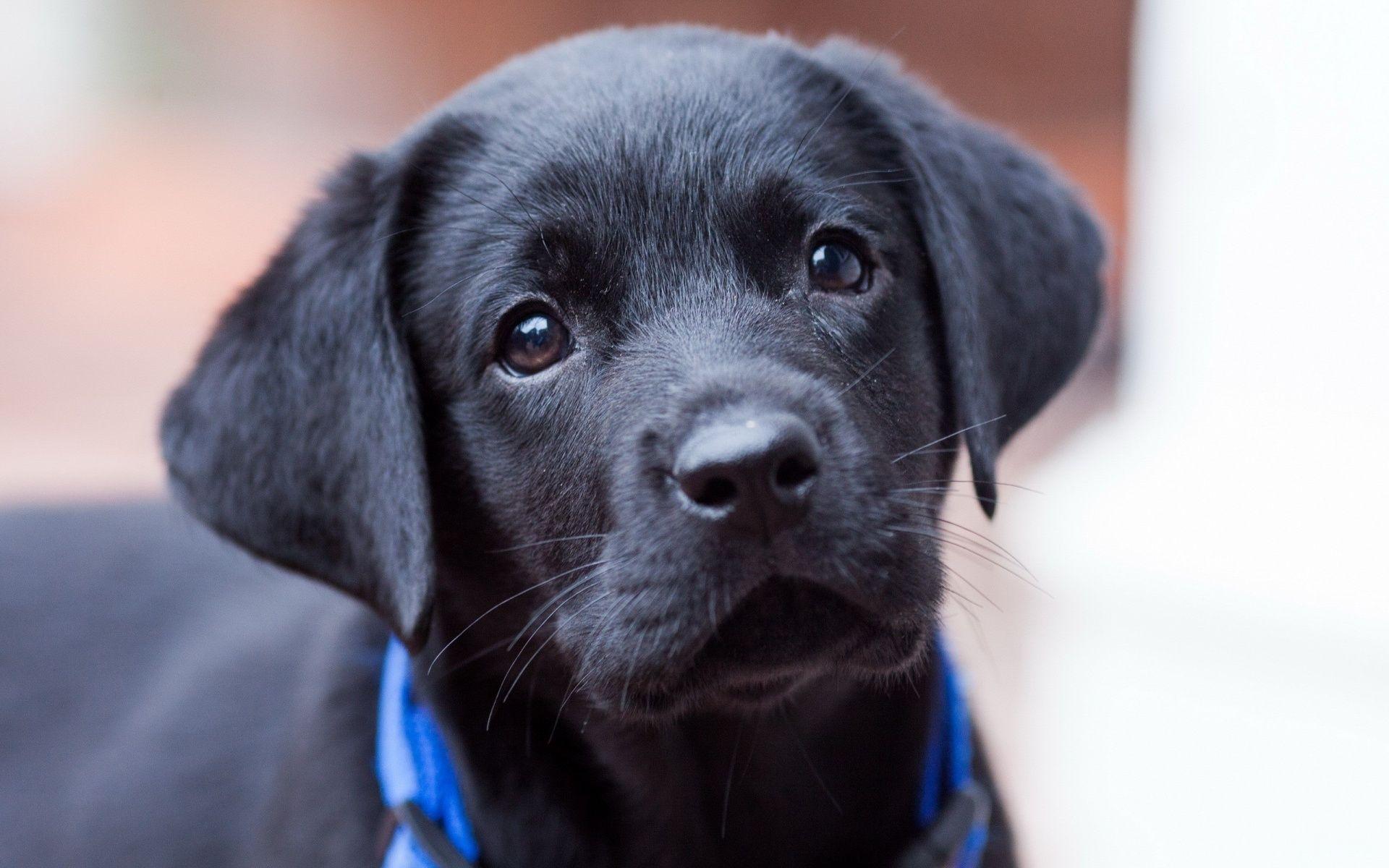Black Lab Puppy Wallpaper, Black Lab Puppy Wallpaper For Free