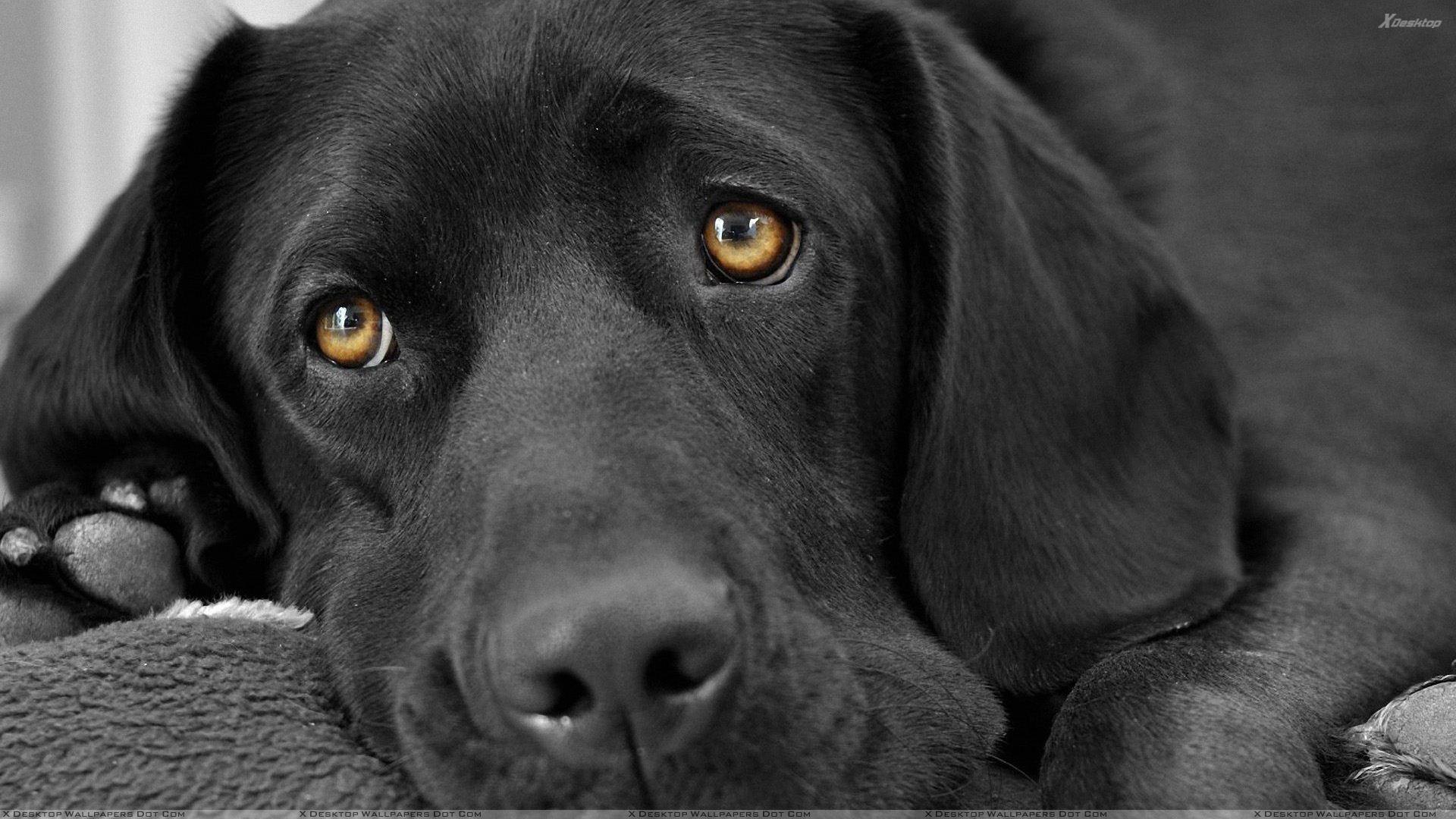 cutest black lab puppies. Black Labrador Face Closeup Wallpaper