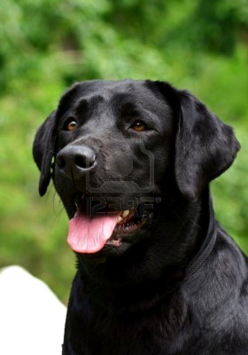 Animals: Black Labrador dog