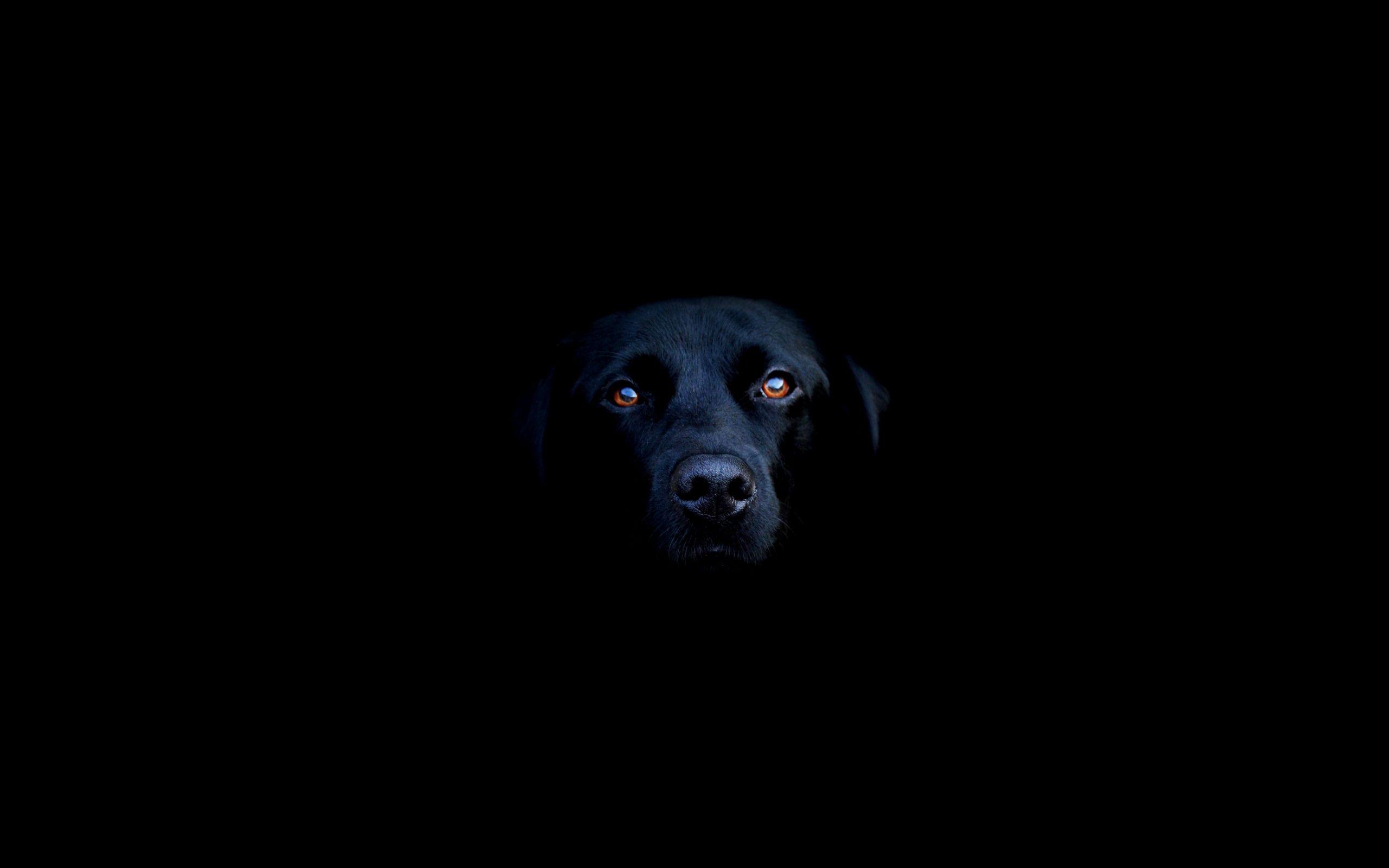 Wallpaper Black Labrador, Labrador Retriever, Breed dog