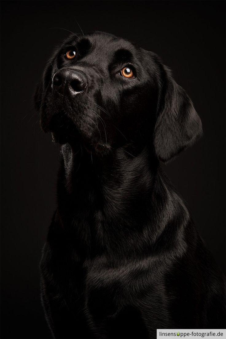 best Labs image. Black lab puppies, Black labs