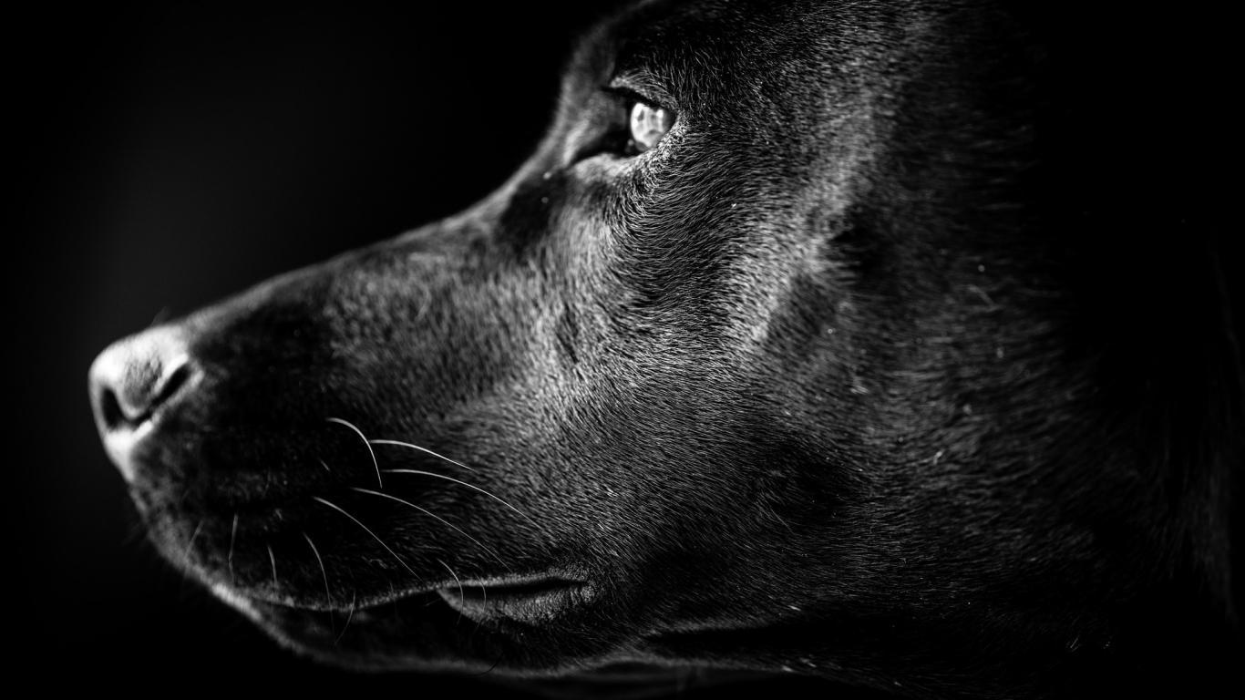 Full HD Black Labrador Dog Nature Animals / Birds Wallpaper