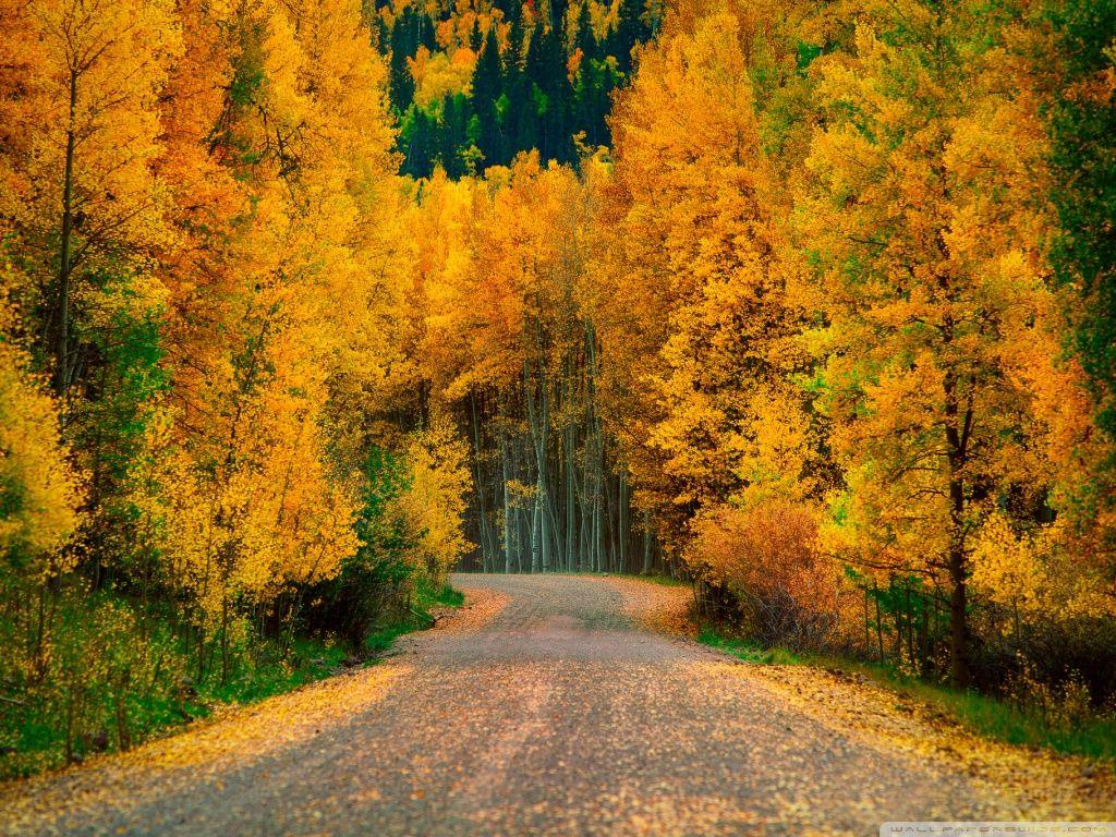 Aspen Trees in Fall ❤ 4K HD Desktop Wallpaper for 4K Ultra HD TV