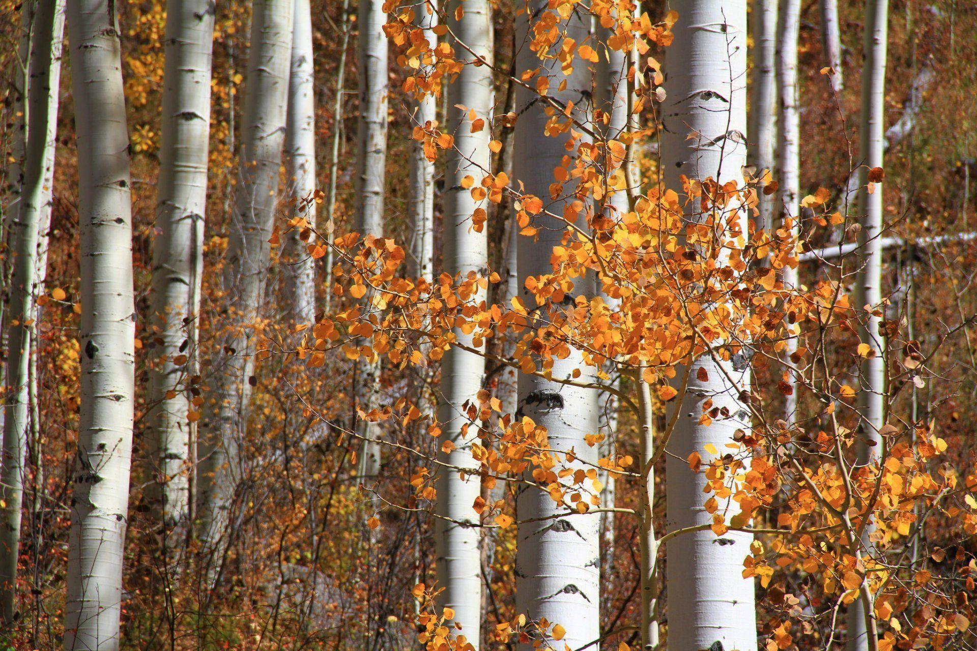 aspen colorado united states forest aspen leaves autumn HD wallpaper