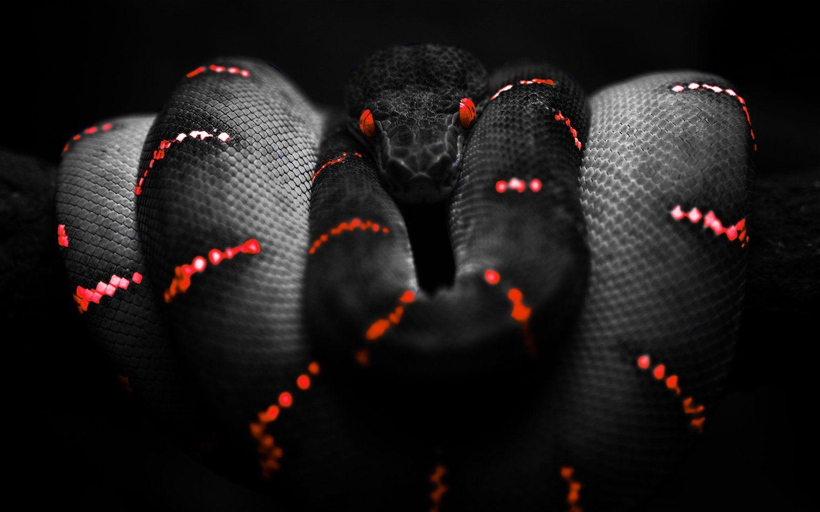Download Arm With Snake On Black Screen 4k Wallpaper | Wallpapers.com
