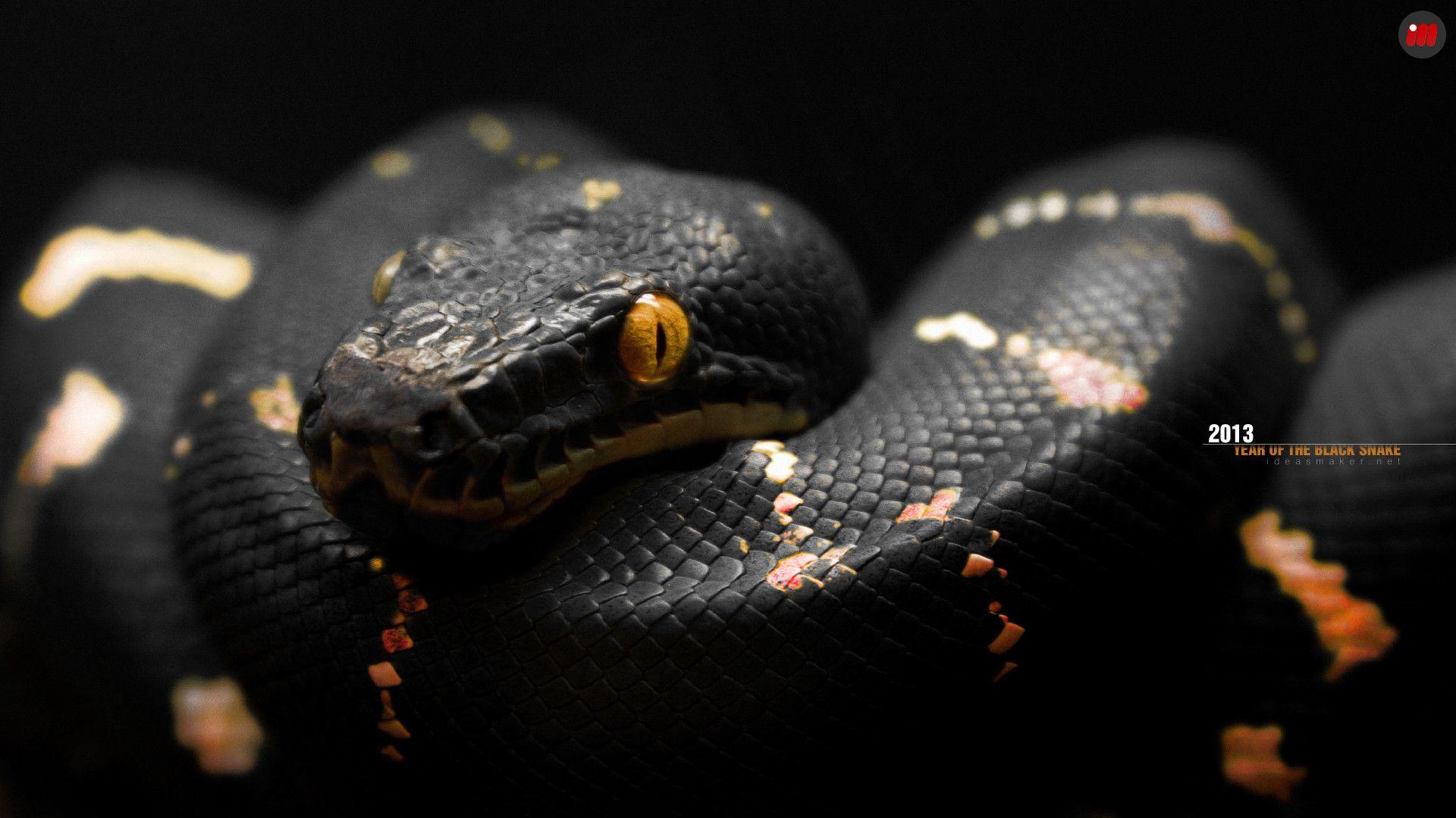 Snake HD Wallpaper Background Wallpaper 1600×1000 Black Snake