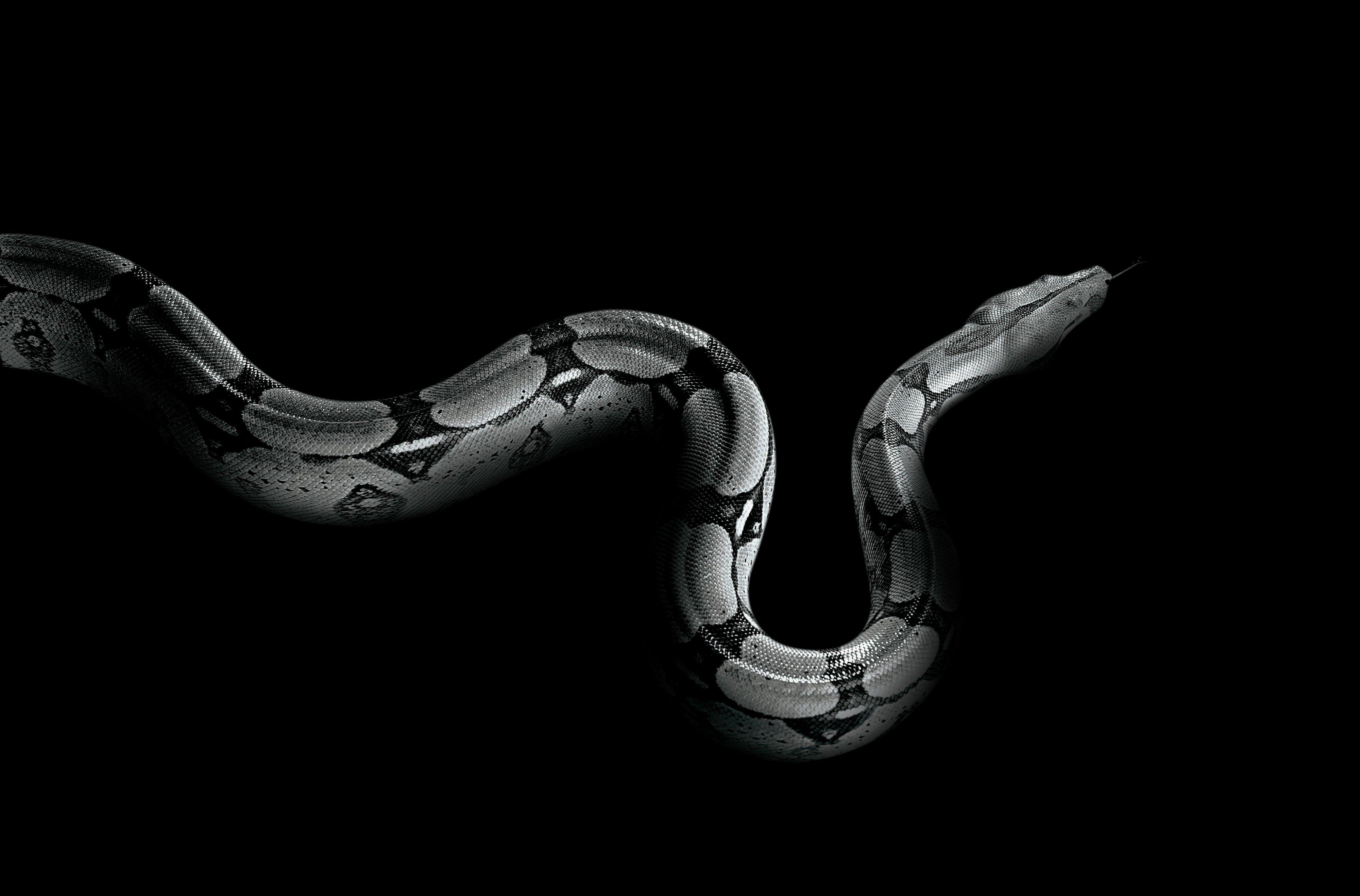 Monochrome Snake Wallpaper 49374 4000x2634 px