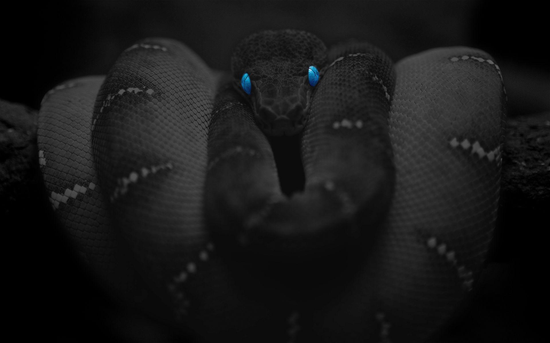 Featured image of post Red And Black Snake Wallpaper
