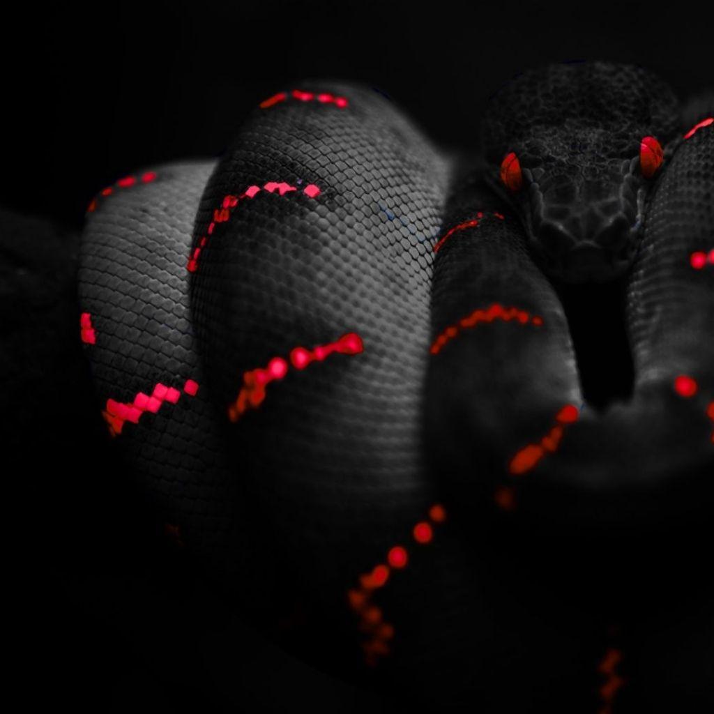 black snake red snakes 1680x1050 wallpaper Art HD Wallpaper