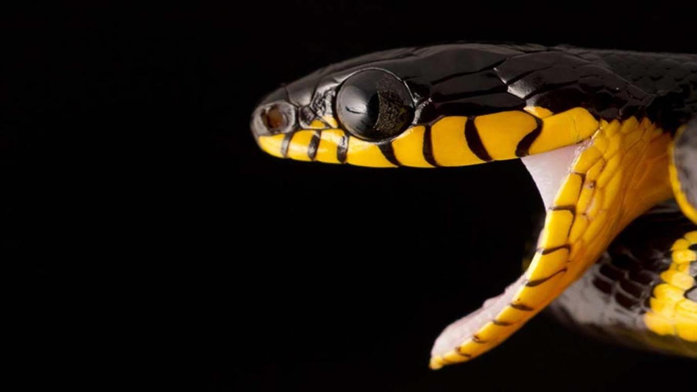 black viper snake wallpaper
