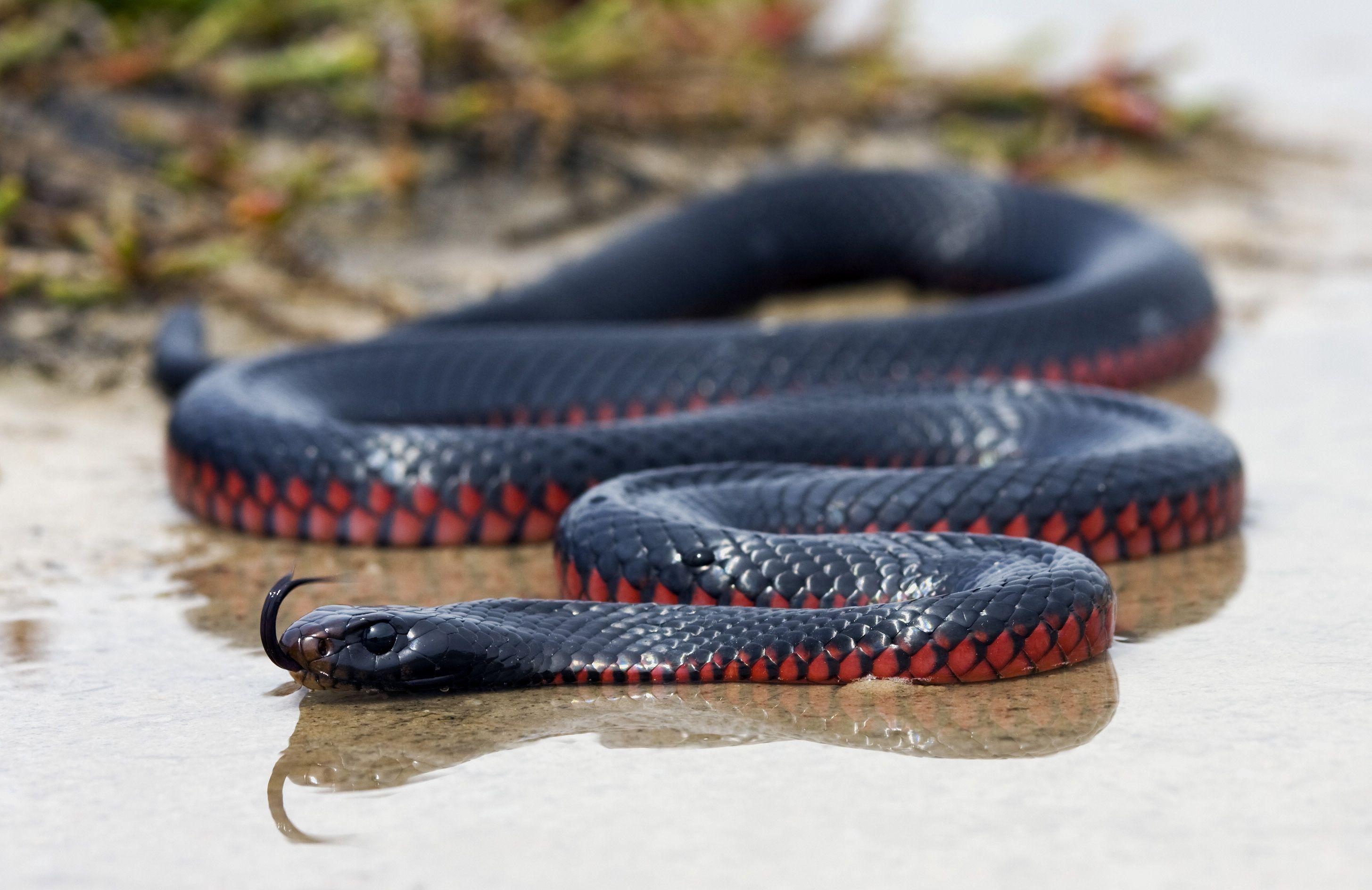 Red Bellied Black Snake HD Wallpaper. Background